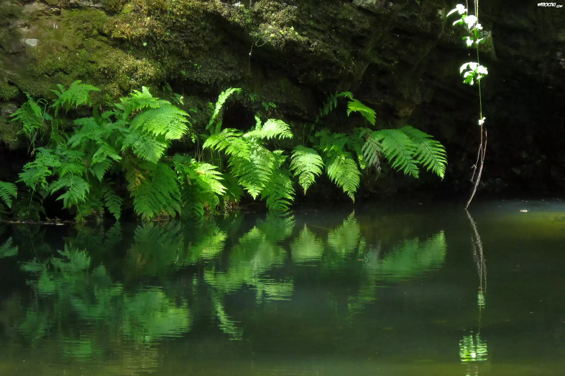 Rzeka, Paproć