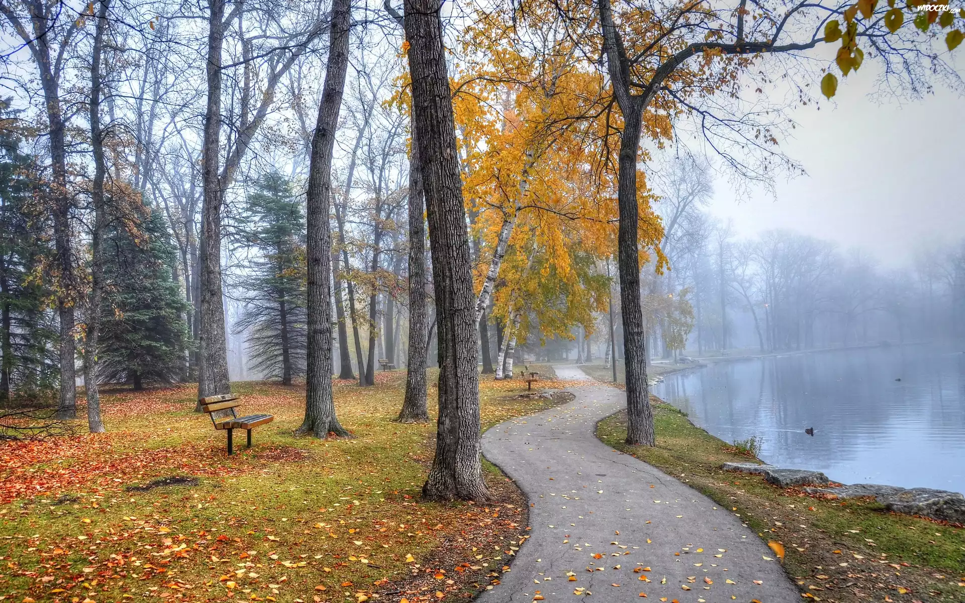 Park, Rzeka, Kaczki, Mgła, Ławki, Liście, Jesień