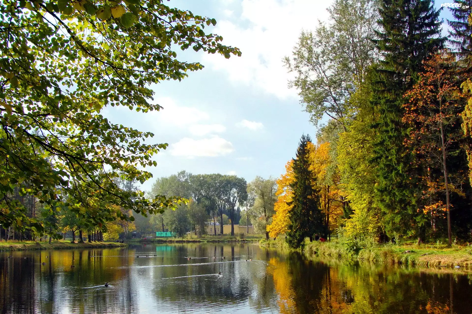 Rzeka, Kaczki, Park, Jesień