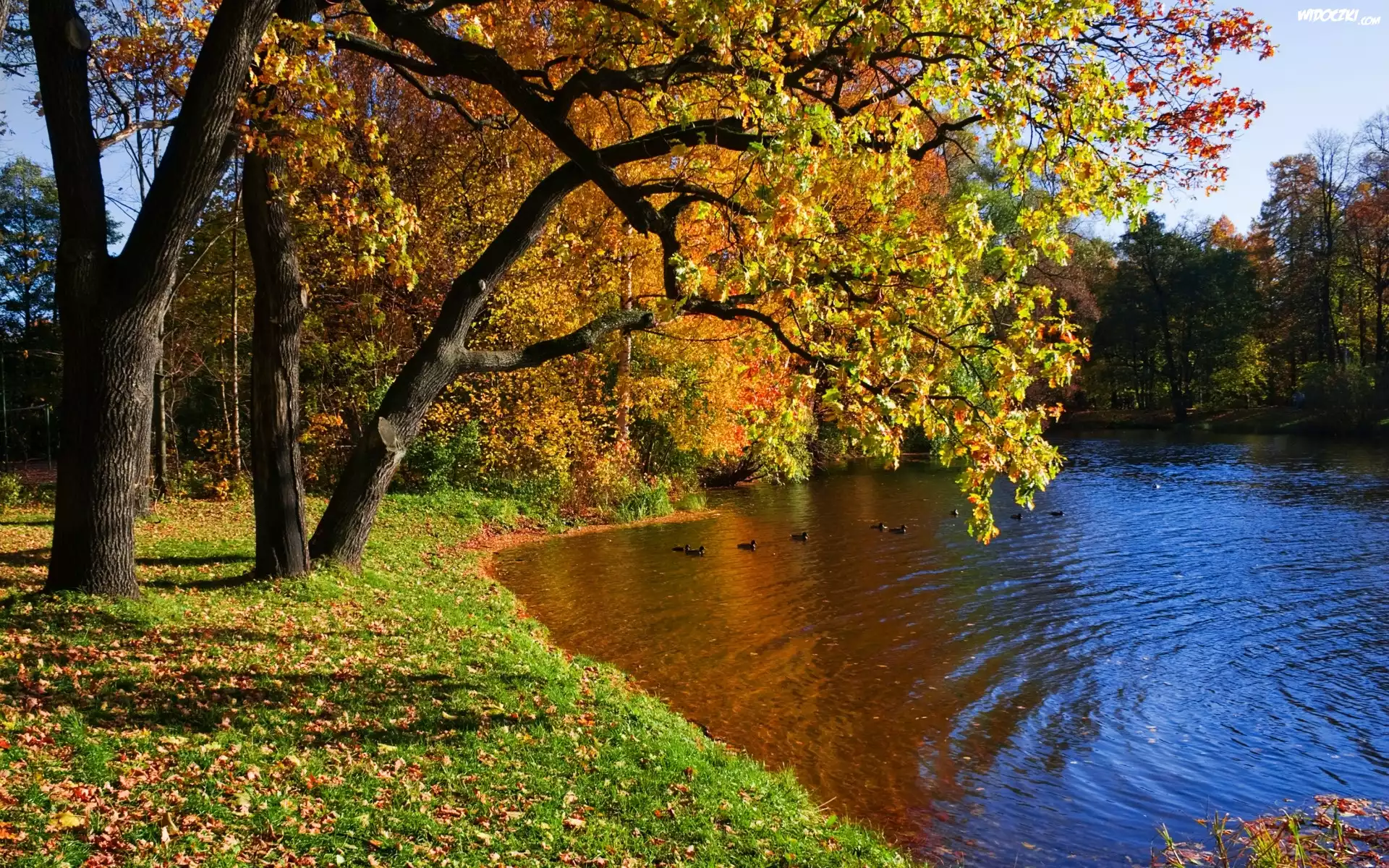 Rzeka, Kaczki, Park, Jesień