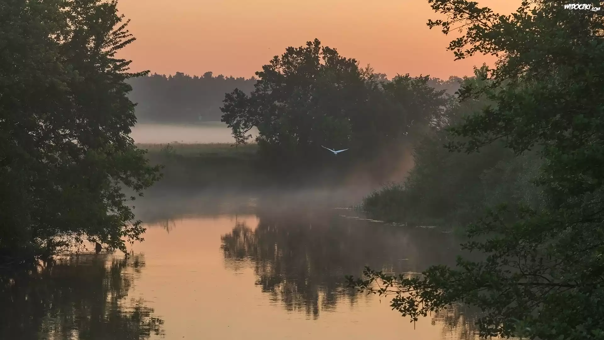 Rzeka, Drzewa, Mgła, Poranek, Ptak
