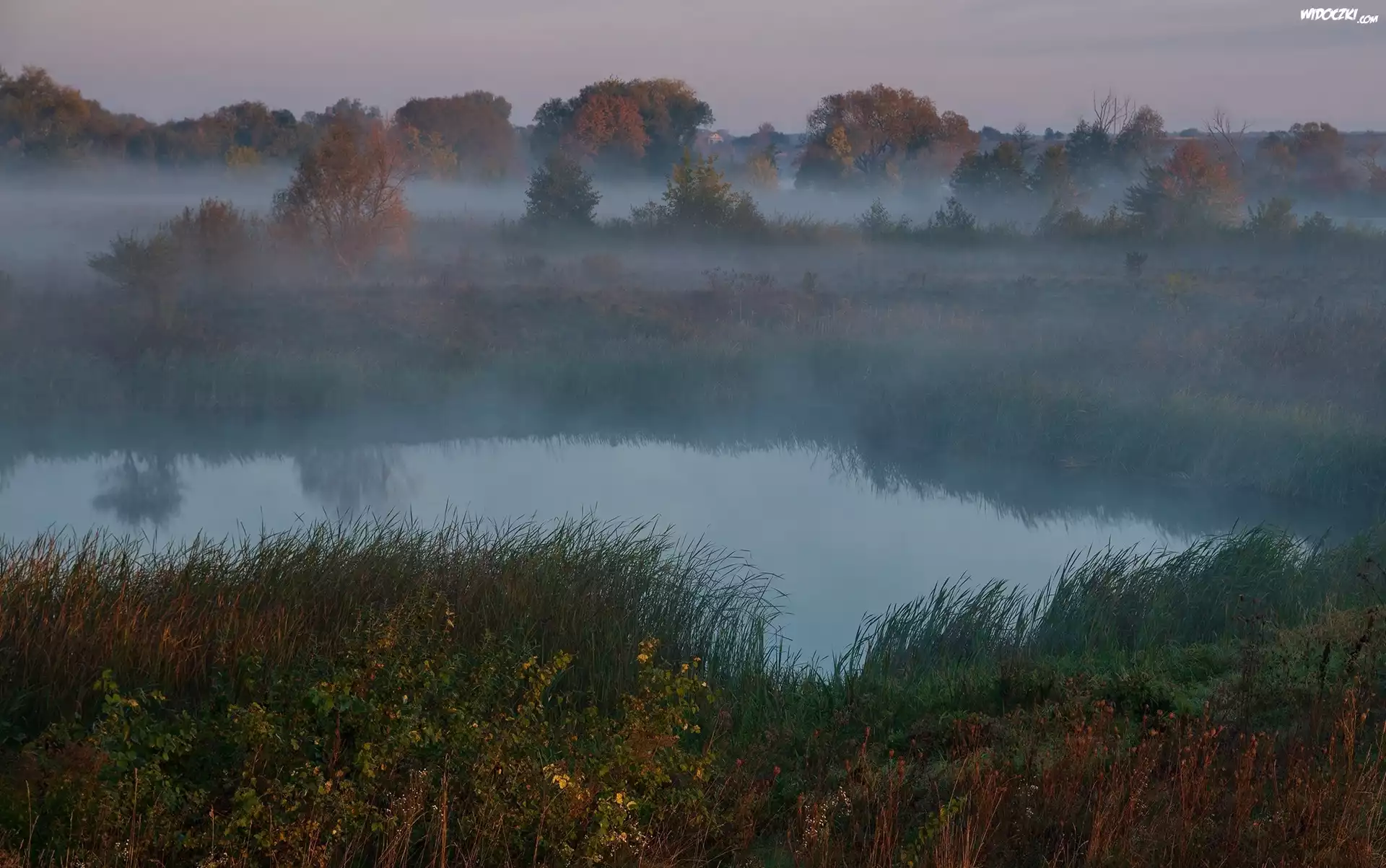 Rzeka, Jesień, Mgła, Drzewa, Trawa, Rośliny