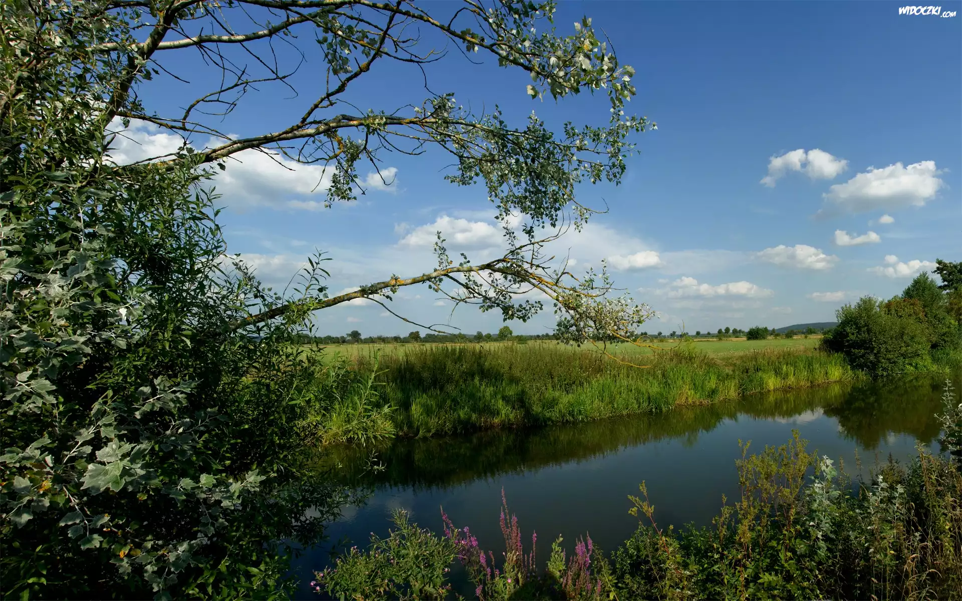 Rzeka, Drzewa, Trawy, Niebo