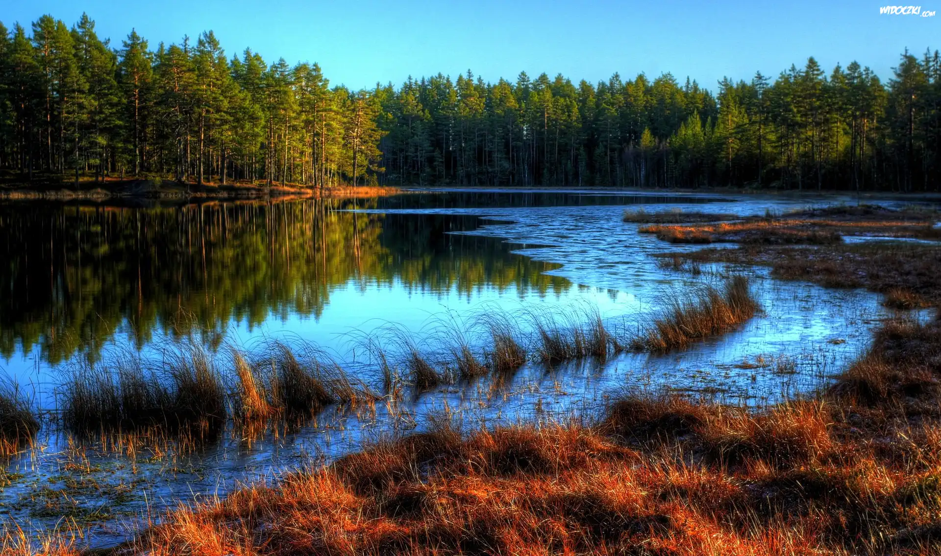 Rzeka, Las, Trawy, Jesień
