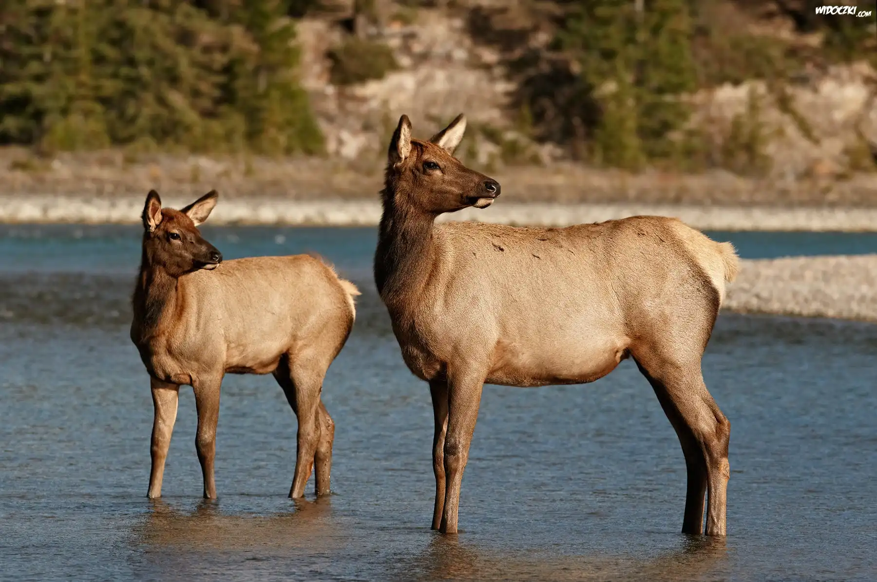 Rzeka, Wapiti
