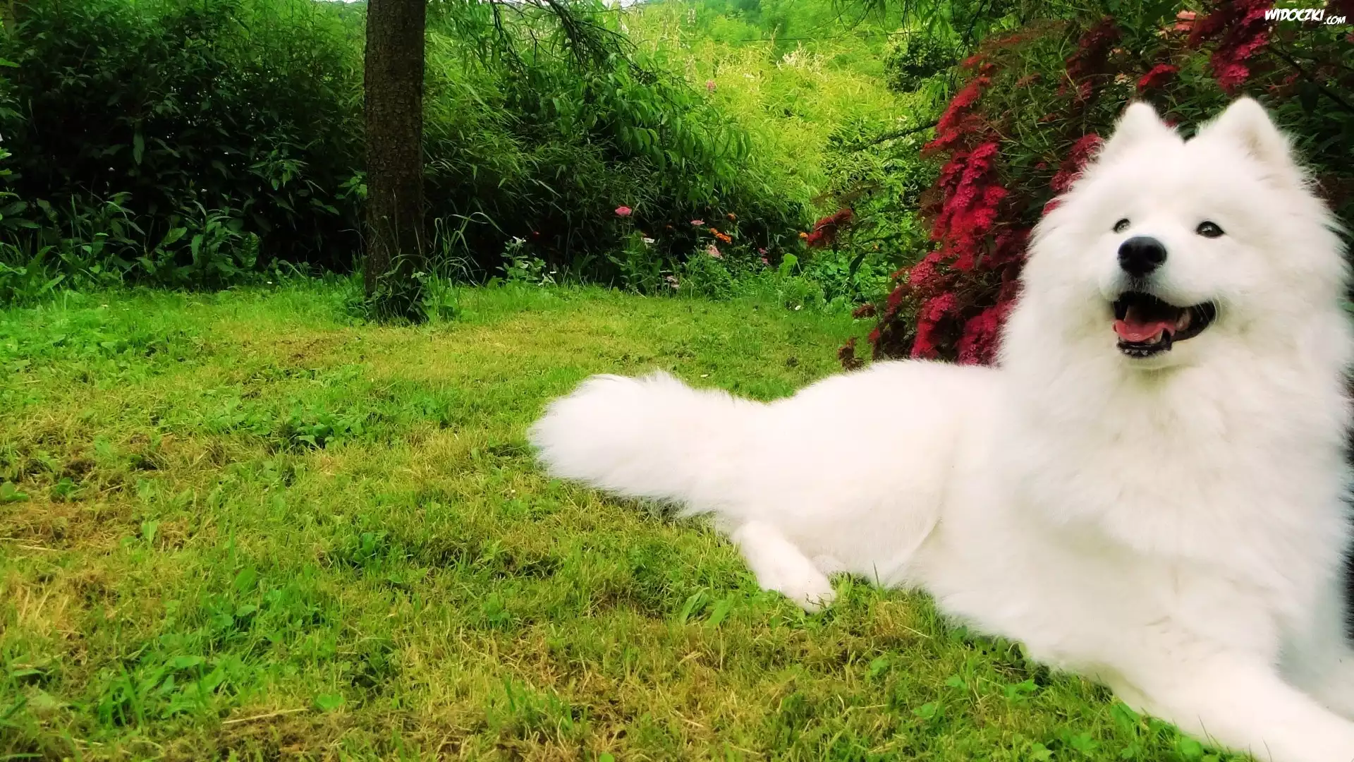Samojed, Ogród
