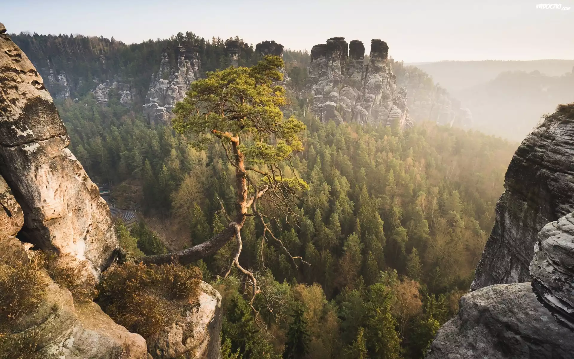 Park Narodowy Saskiej Szwajcarii, Skały Bastei, Góry Połabskie, Lasy, Sosna, Niemcy