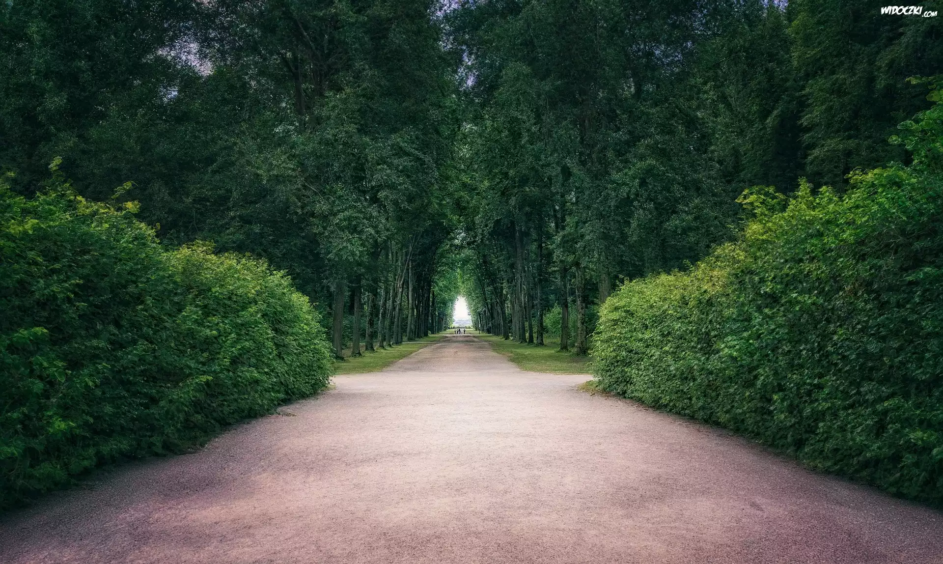 Park, Drzewa, Aleja, Ścieżka
