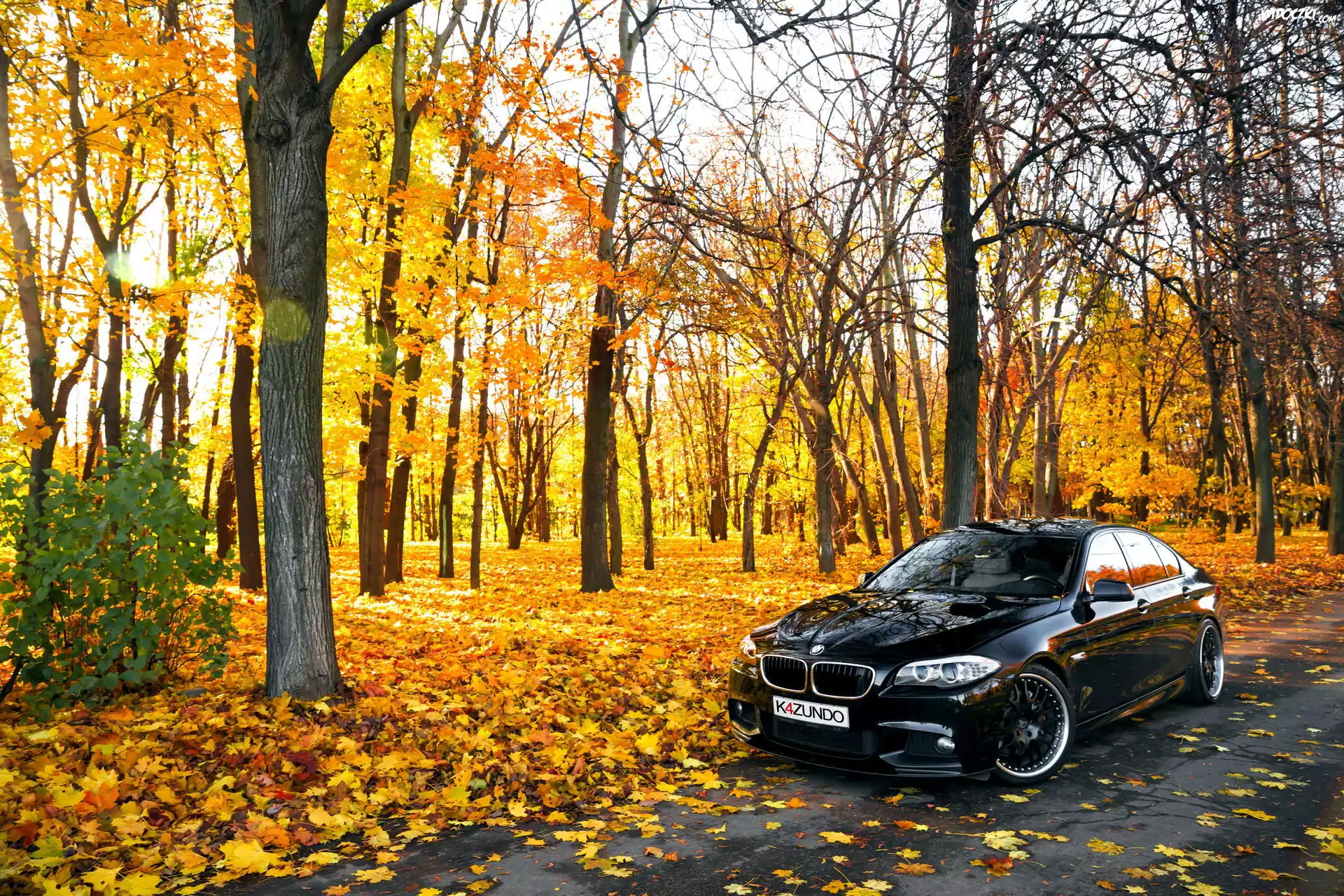 BMW seria 5 F10, Droga, Park, Jesień, Drzewa