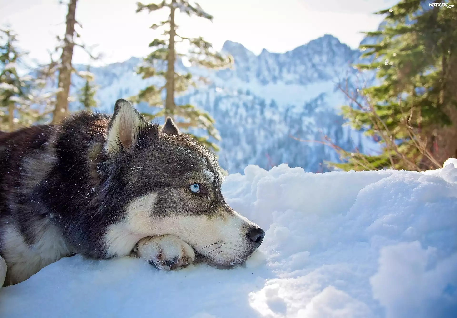 Siberian Husky, Zima, Góry, Śnieg