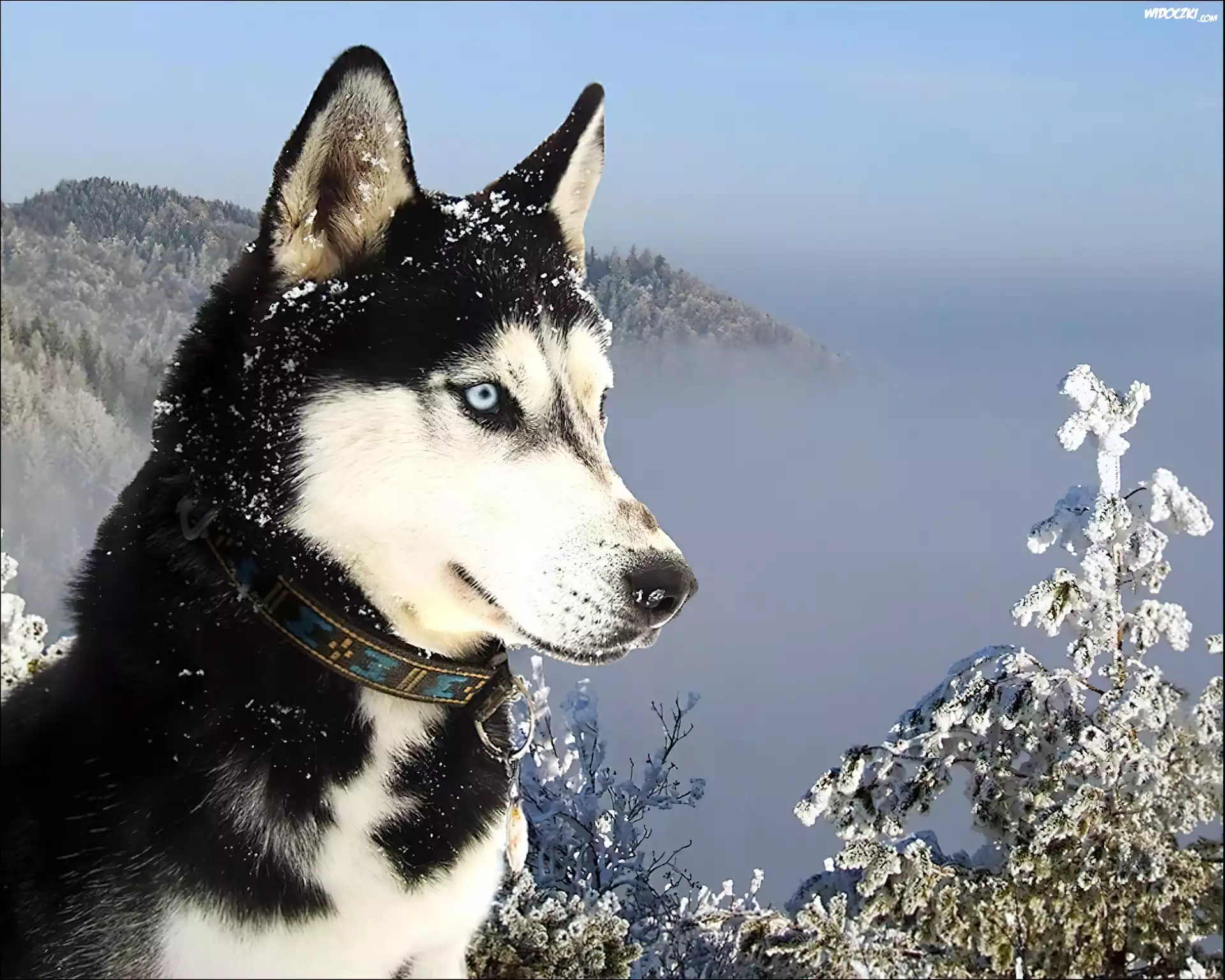 Siberian, Husky, Śnieg, Góry