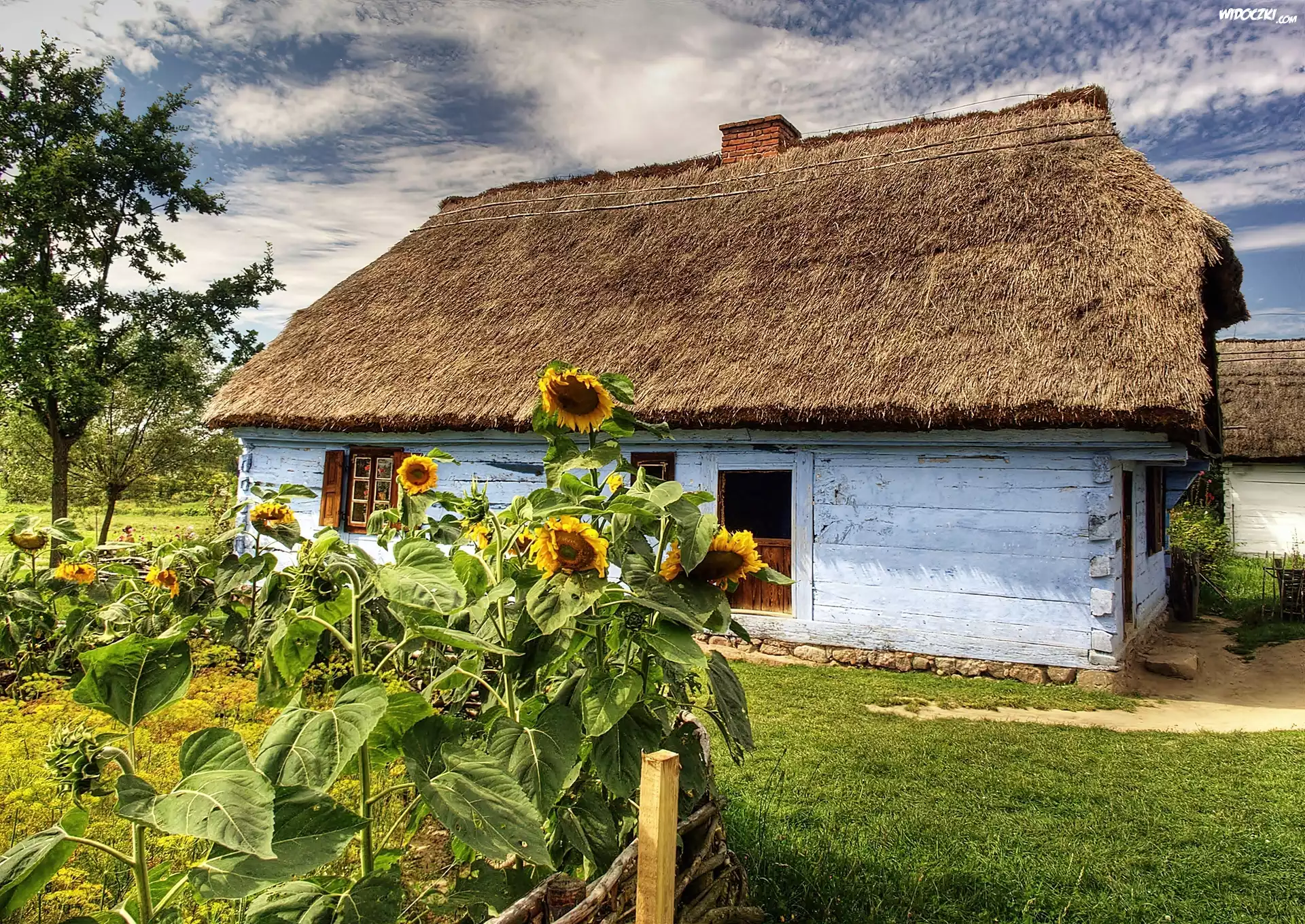 Sierpc, Skansen, Chałupa, Ogródek, Słoneczniki
