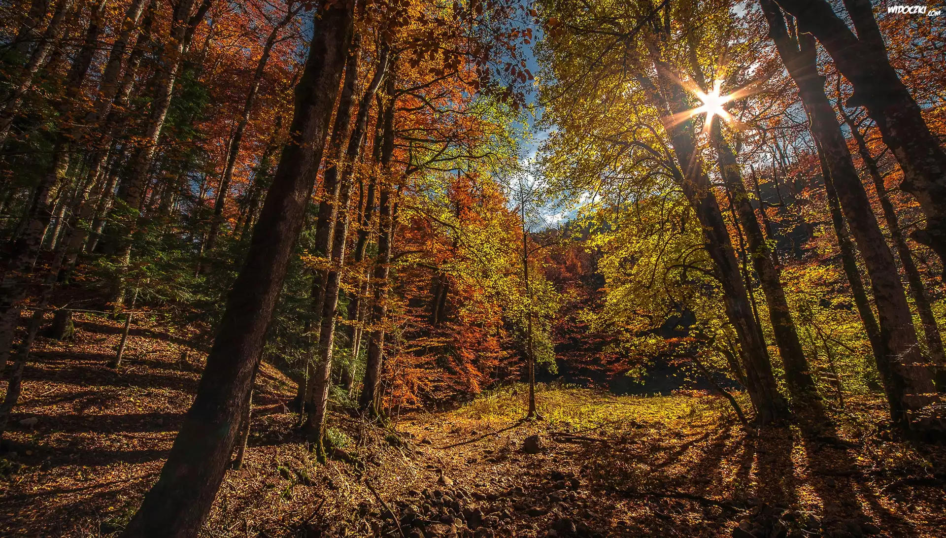 Czarnogóra, Park Narodowy Biogradska Gora, Las, Drzewa, Jesień, Promienie słońca