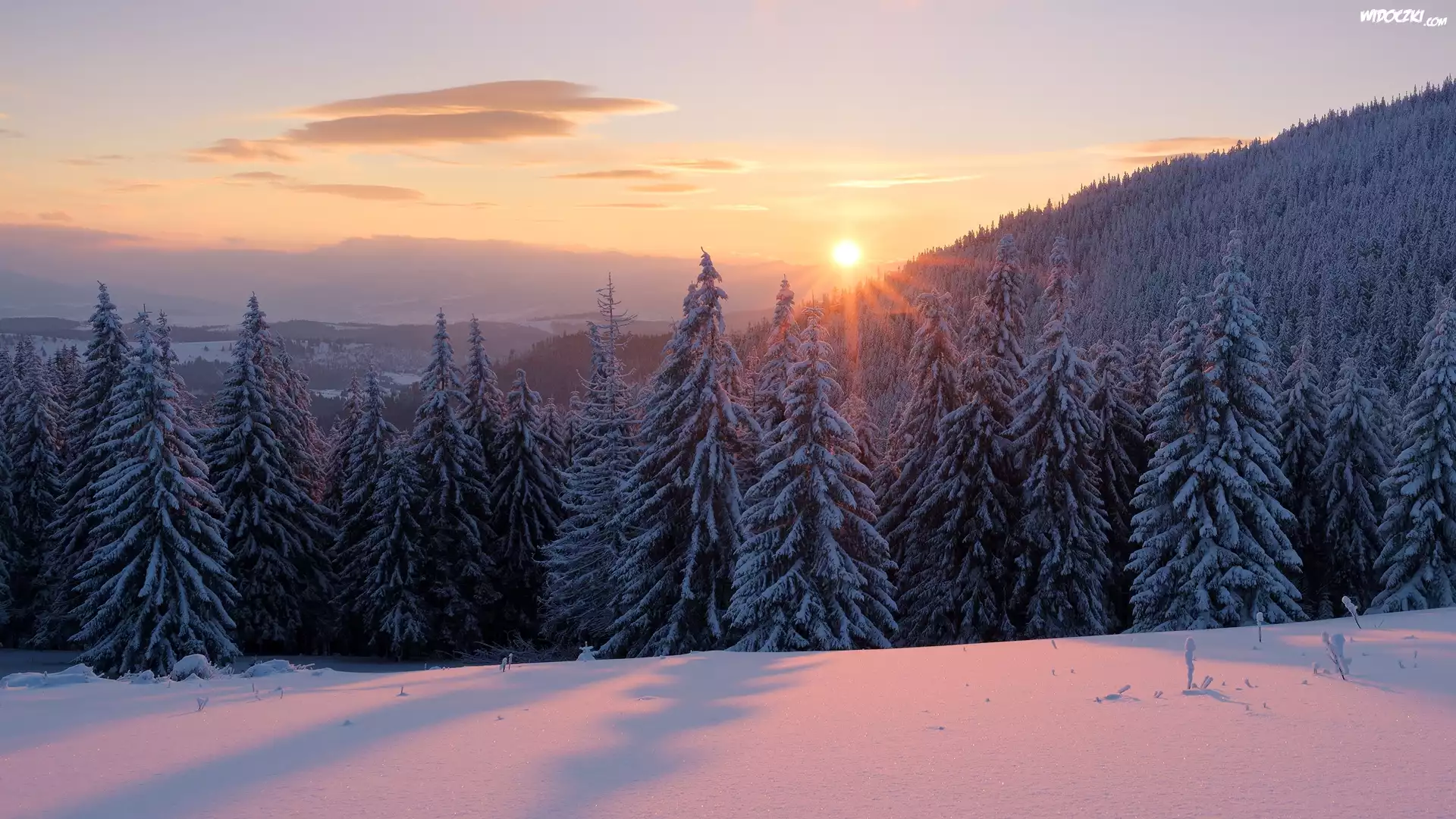 Ukraina, Karpaty, Góry Gorgany, Zima, Las, Świerki, Wschód słońca