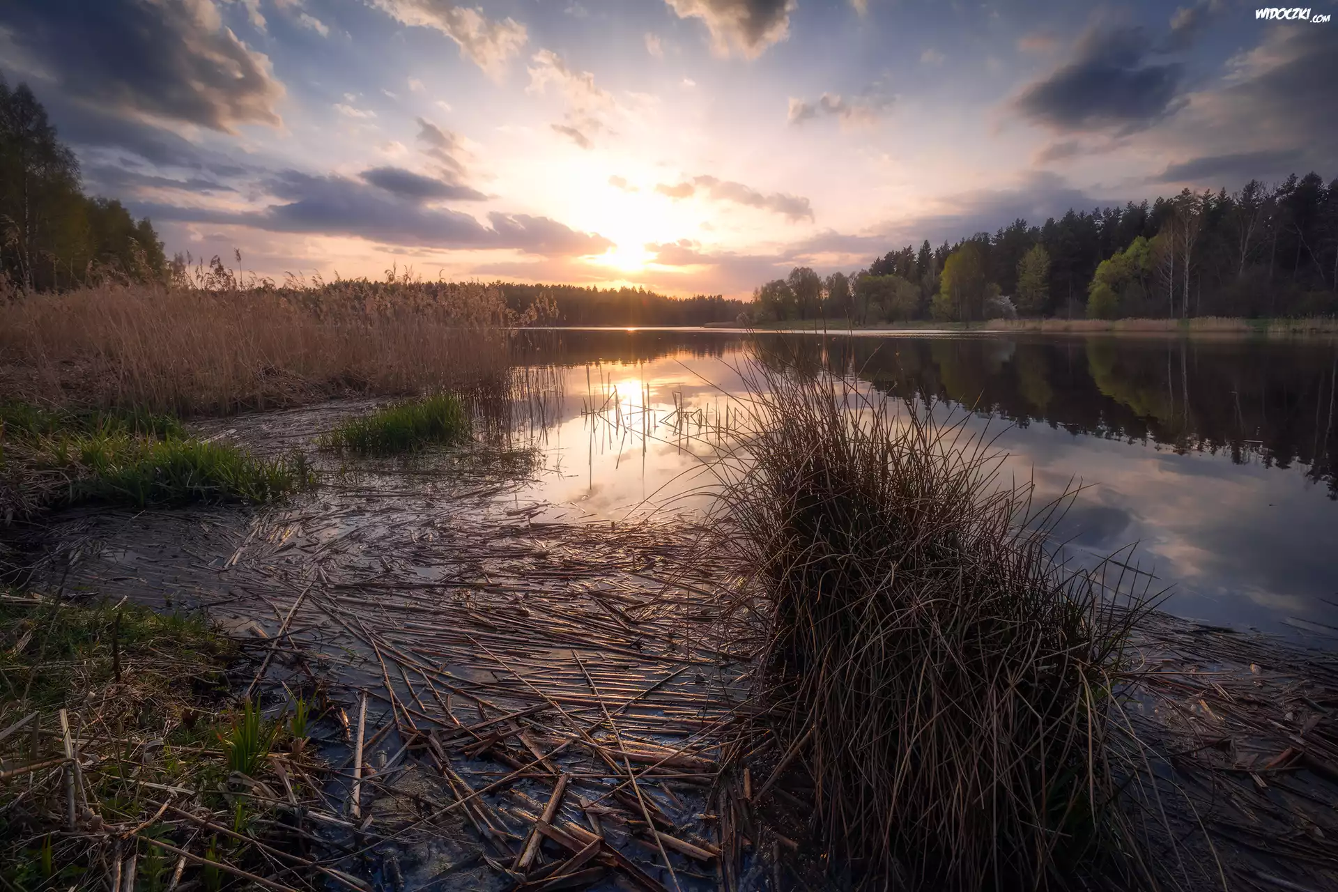 Jezioro, Zalew Czapielówka, Drzewa, Zachód słońca, Szuwary, Trawa, Czarna Białostocka, Podlaskie, Polska