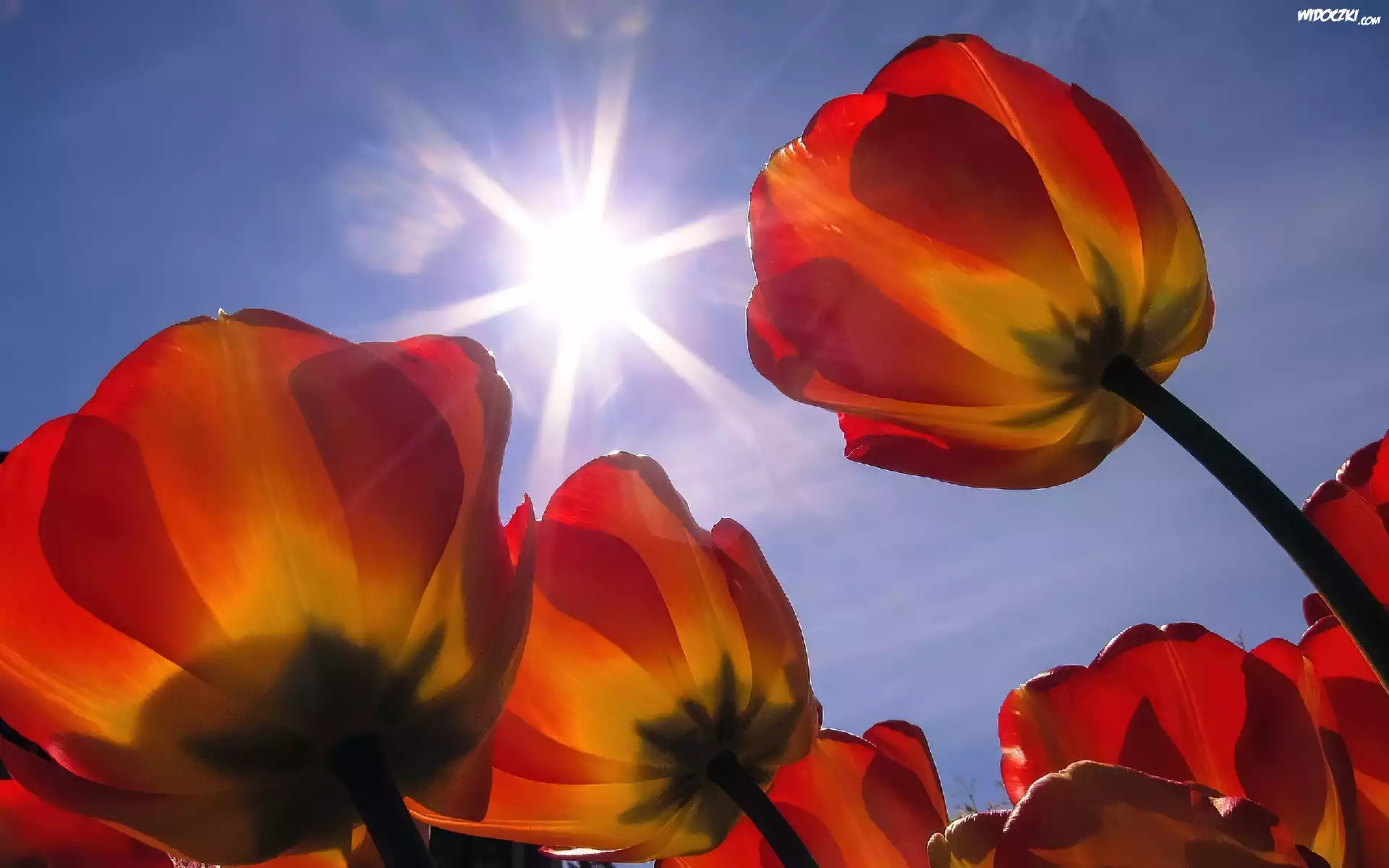 Promienie, Słońca, Tulipany