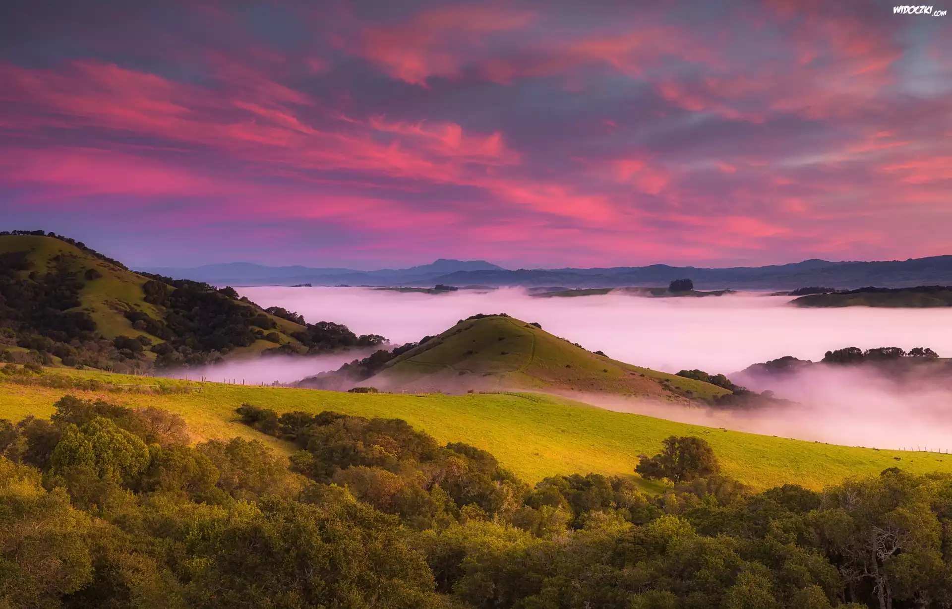 Wzgórza, Drzewa, Mgła, Wschód słońca, Petaluma Hills, Obszar Bay Area, Stan Kalifornia, Stany Zjednoczone