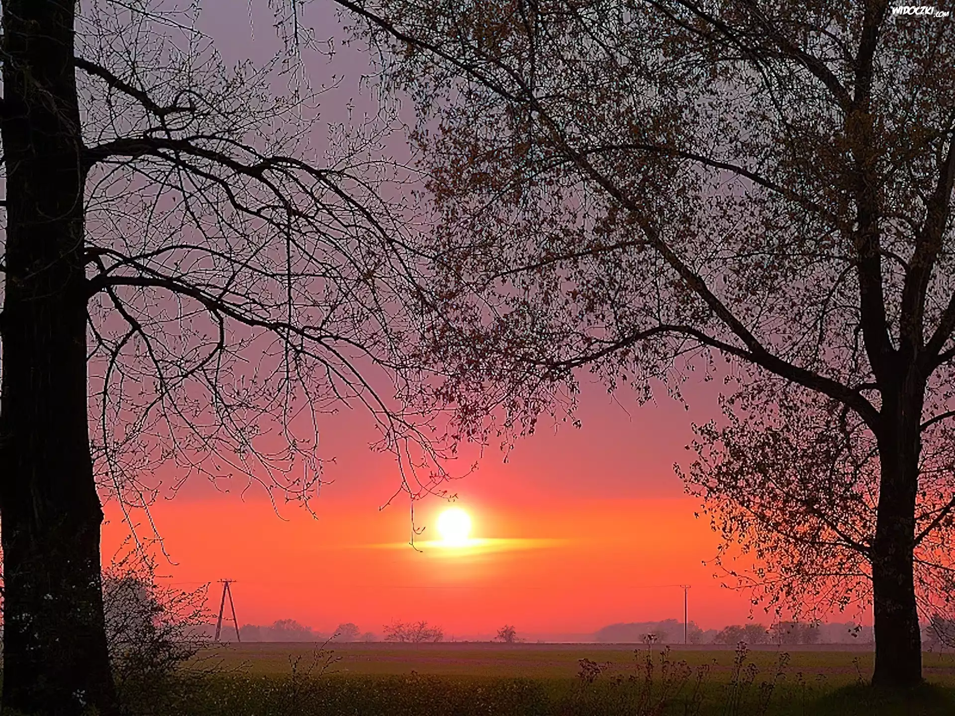 Zachód, Słońca, Drzewa