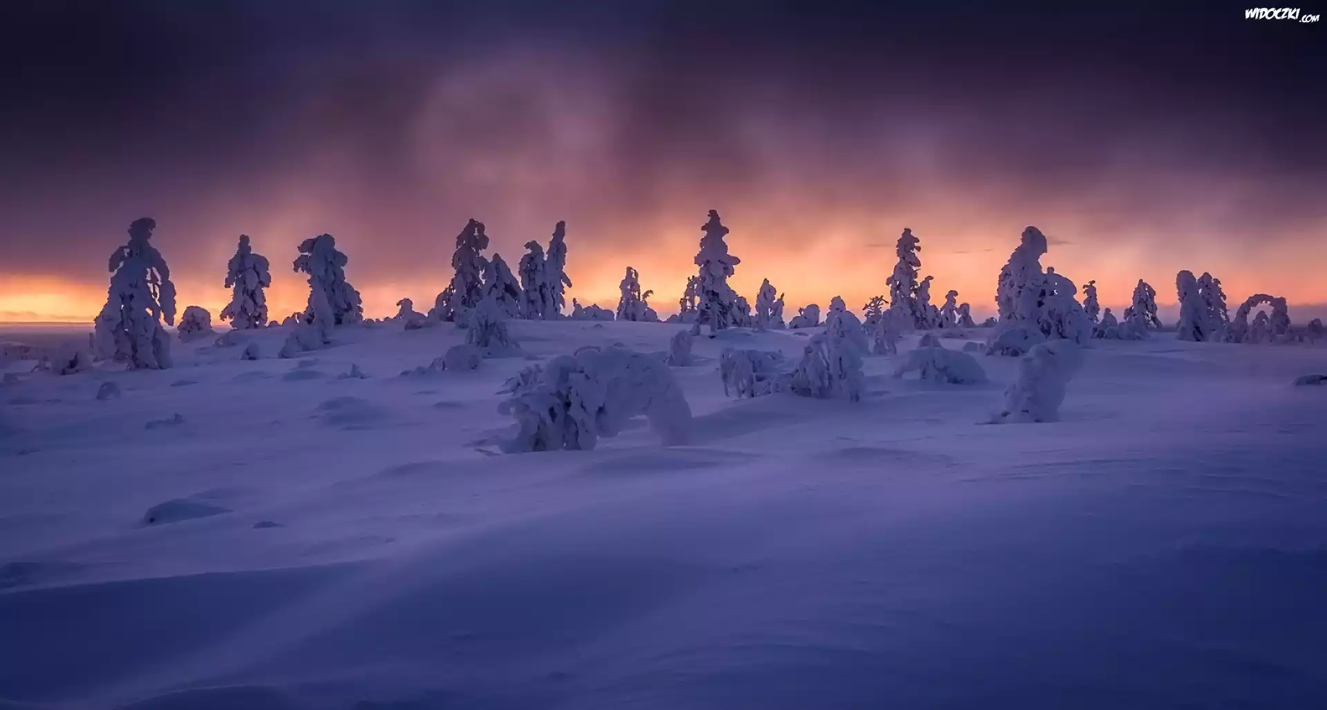 Finlandia, Laponia, Wzgórze Kuertunturi, Zima, Ośnieżone, Drzewa, Rośliny, Wschód słońca