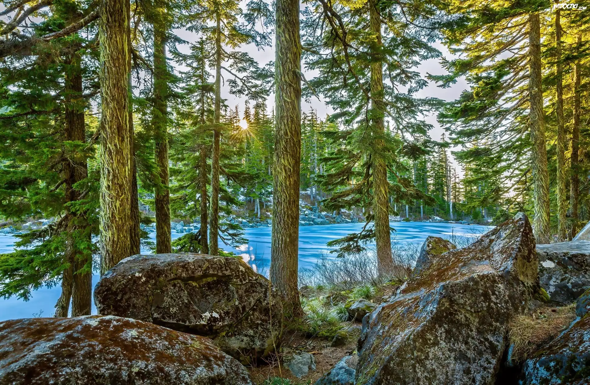 Stany Zjednoczone, Stan Waszyngton, Jezioro Mason Lake, Kamienie, Drzewa, Słońce