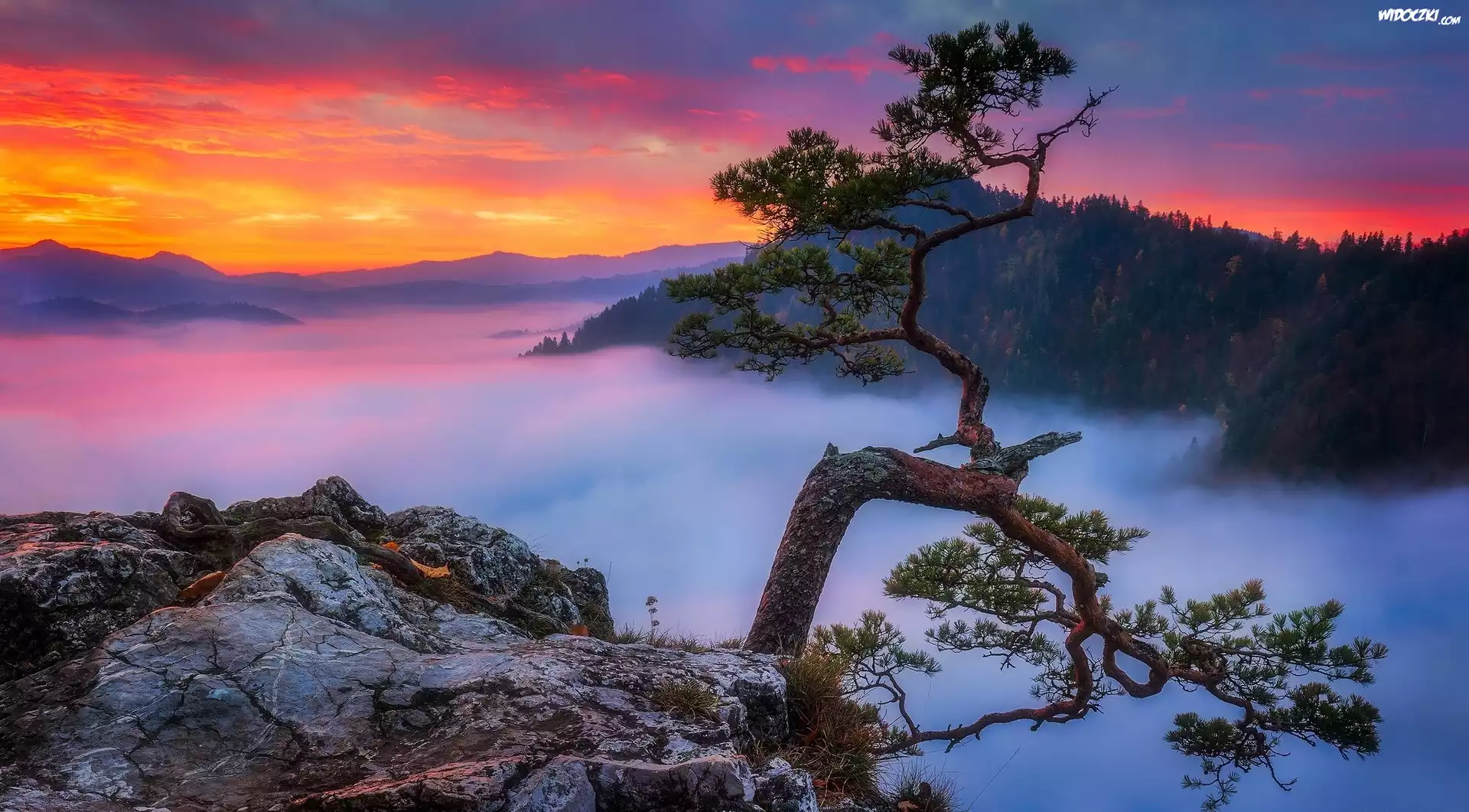 Polska, Góry Pieniny, Szczyt Sokolica, Pieniński Park Narodowy, Zachód słońca, Mgła, Skały, Drzewo, Sosna