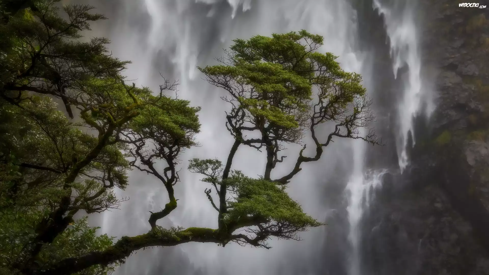 Wodospad Devils Punch Bowl Falls, Sosny, Park Narodowy Arthurs Pass, Nowa Zelandia