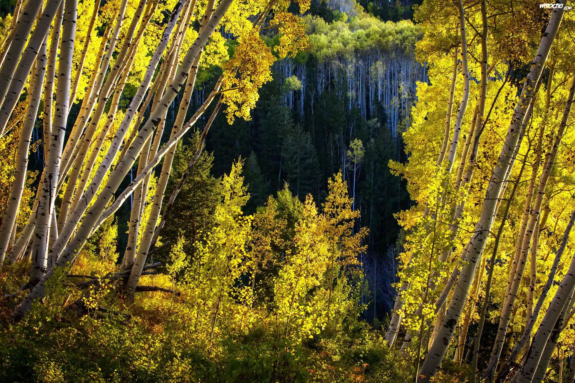 Stany Zjednoczone, Stan Kolorado, Brzozy, Las Państwowy White River National Forest