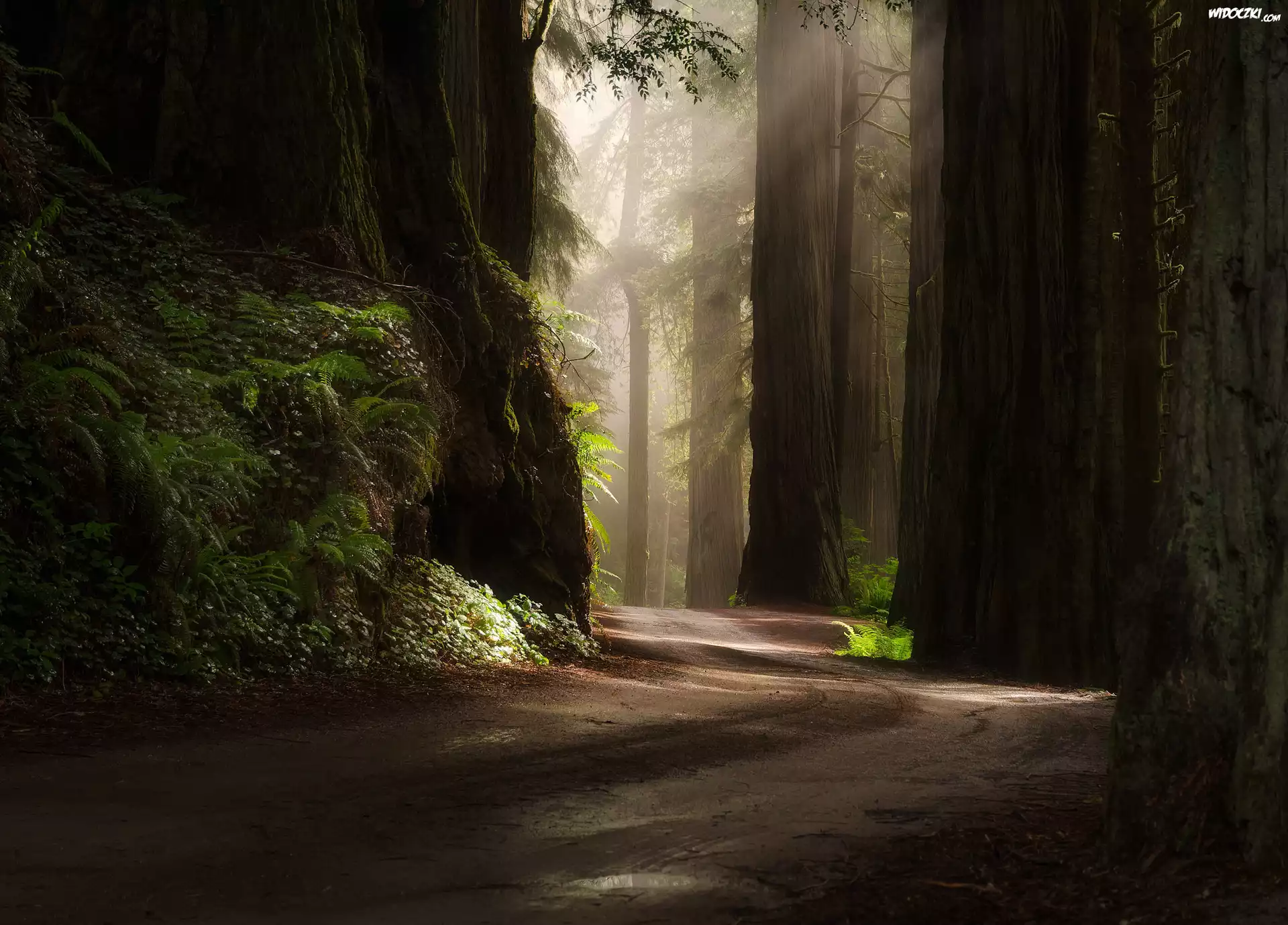 Stany Zjednoczone, Stan Kalifornia, Park Narodowy Redwood, Las, Drzewa, Sekwoje, Droga
