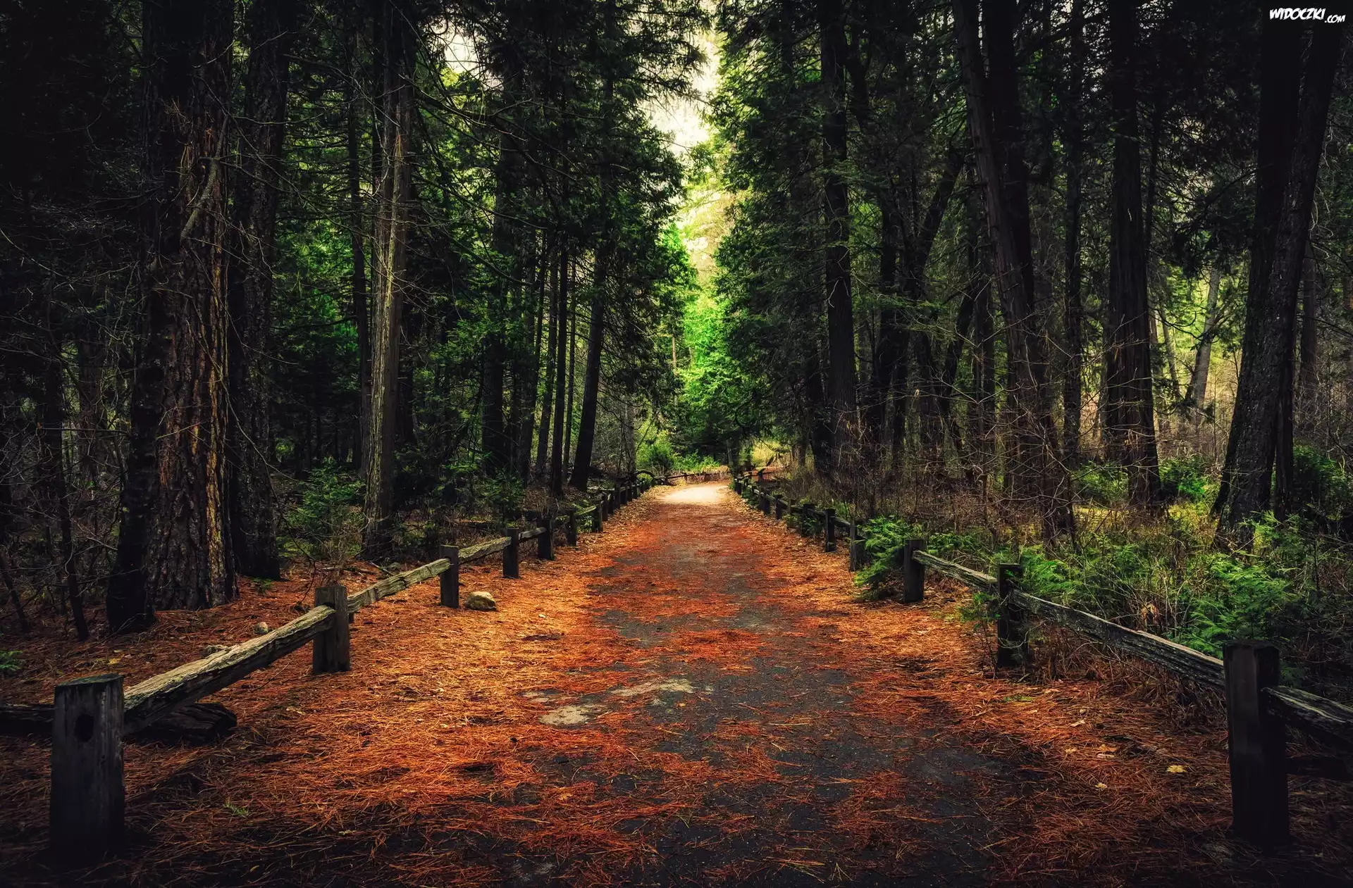 Stany Zjednoczone, Stan Kalifornia, Park Narodowy Yosemite, Droga, Las, Drzewa, Ogrodzenie