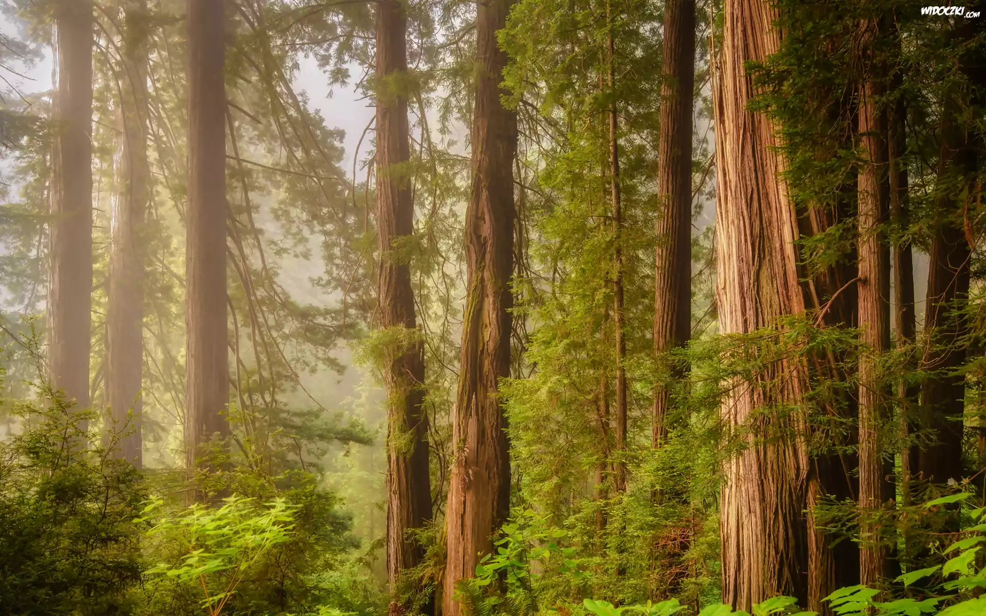 Stany Zjednoczone, Stan Kalifornia, Park Narodowy Redwood, Las, Mgła, Drzewa, Sekwoje