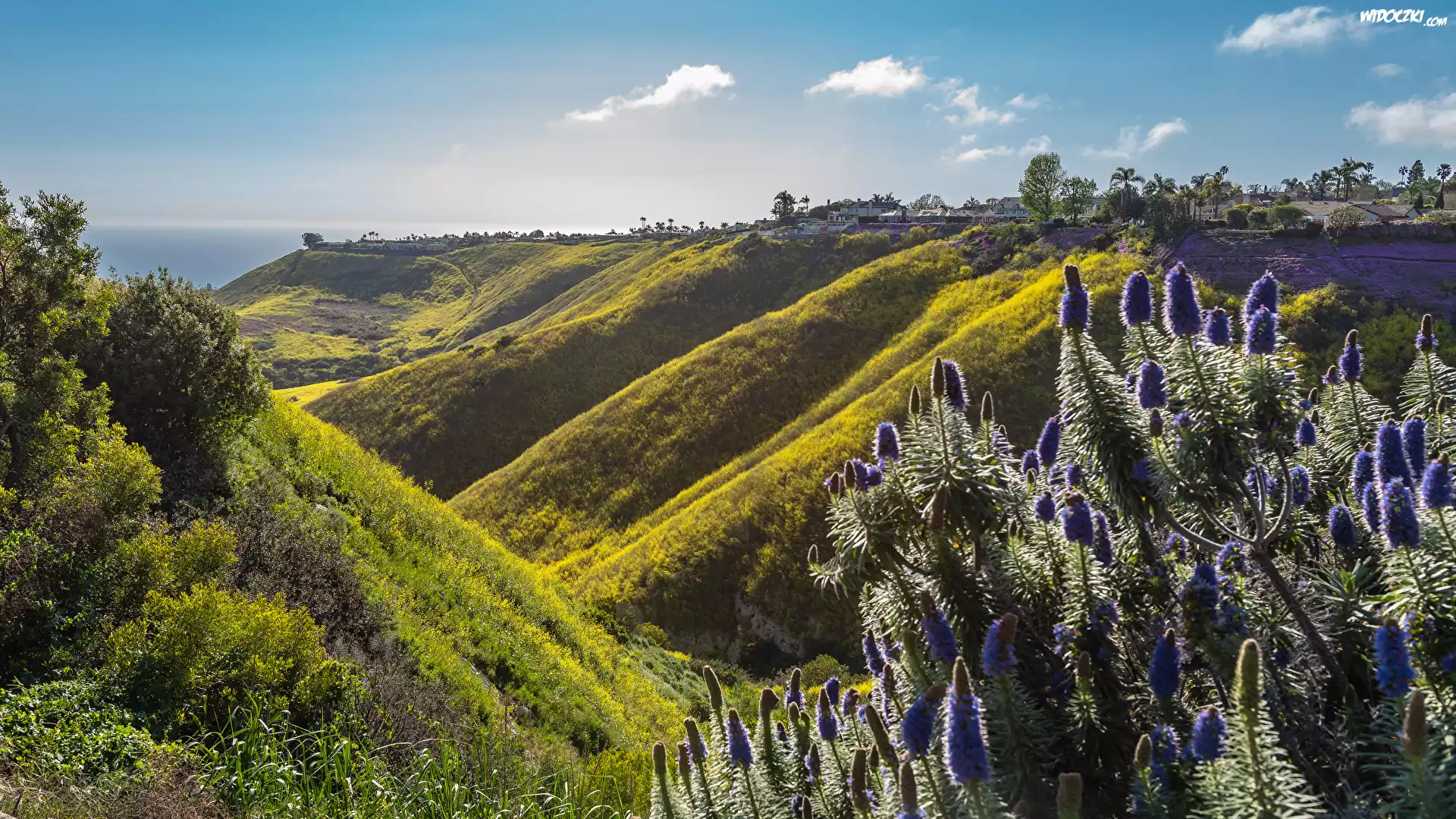 Stany Zjednoczone, Stan Kalifornia, Rancho Palos Verdes, Wzgórza, Dolina, Fioletowe, Kwiaty