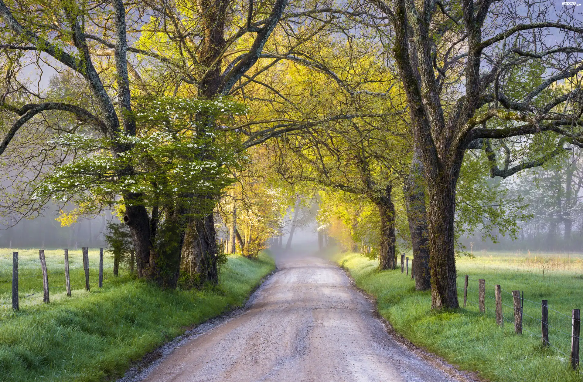 Stany Zjednoczone, Stan Tennessee, Park Narodowy Great Smoky Mountains, Dolina Cades Cove, Wiosna, Droga, Drzewa