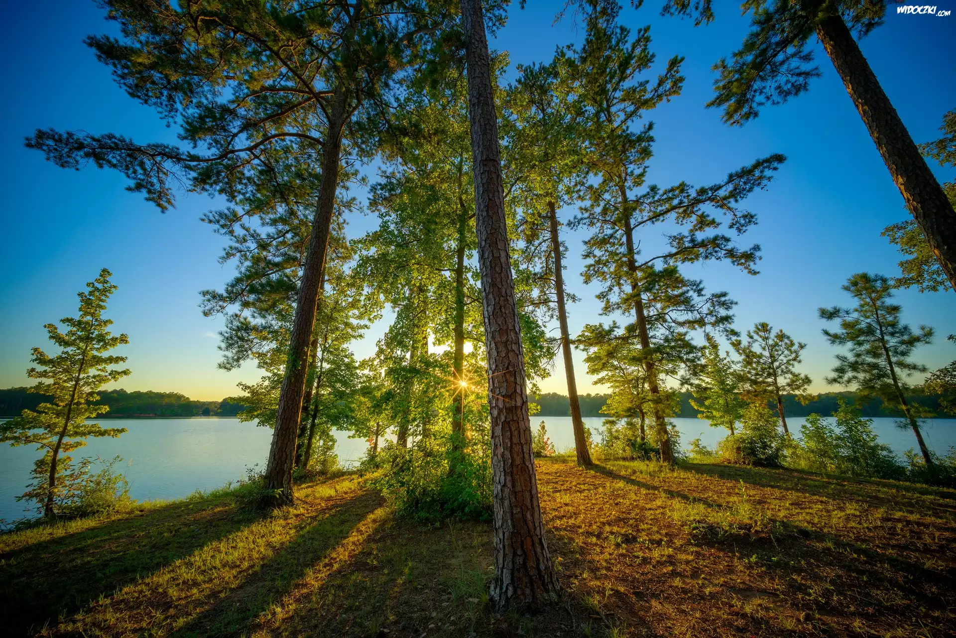 Stany Zjednoczone, Stan Alabama, Obszar rekreacyjny Veasey Creek Recreation Area, Jezioro West Point, Drzewa, Sosny