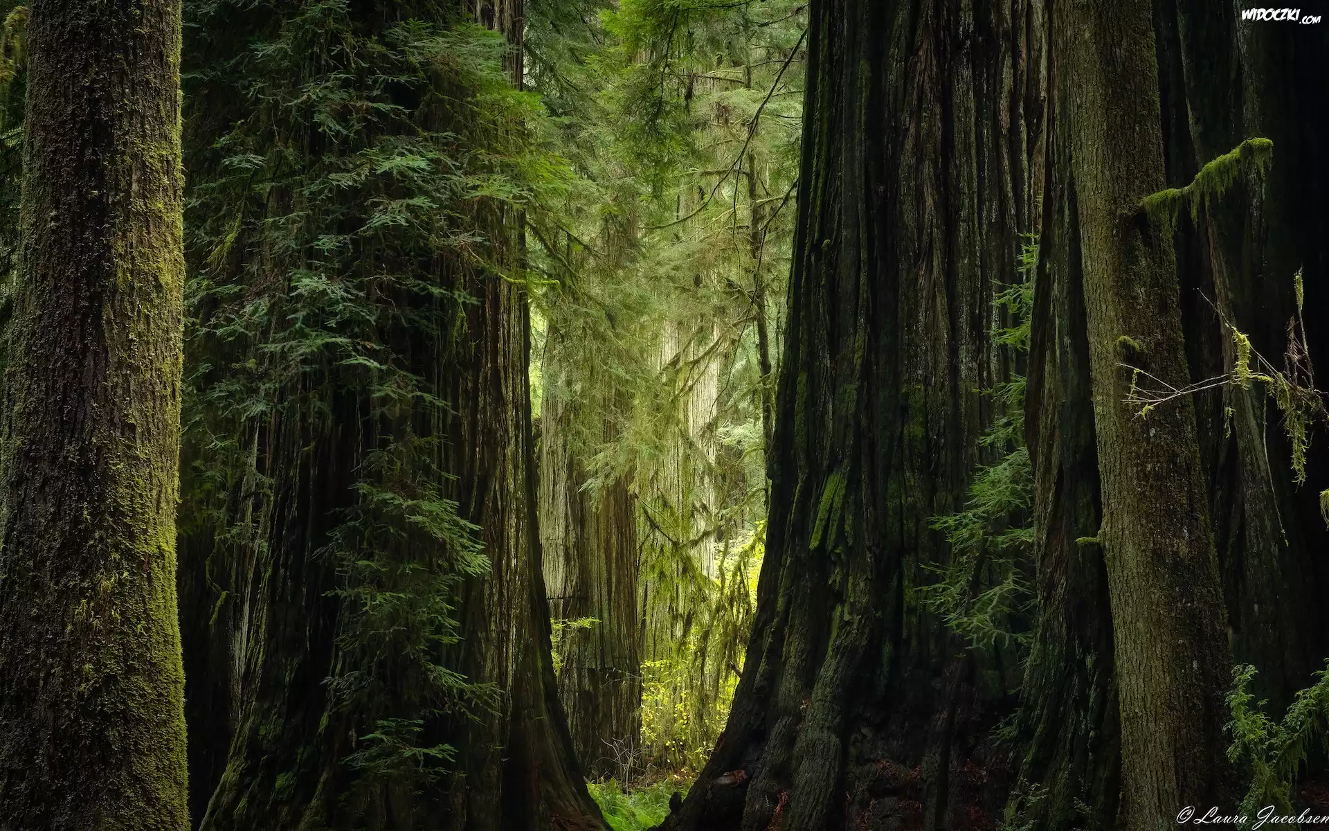 Stany Zjednoczone, Kalifornia, Park stanowy Jedediah Smith Redwoods, Drzewa, Sekwoje