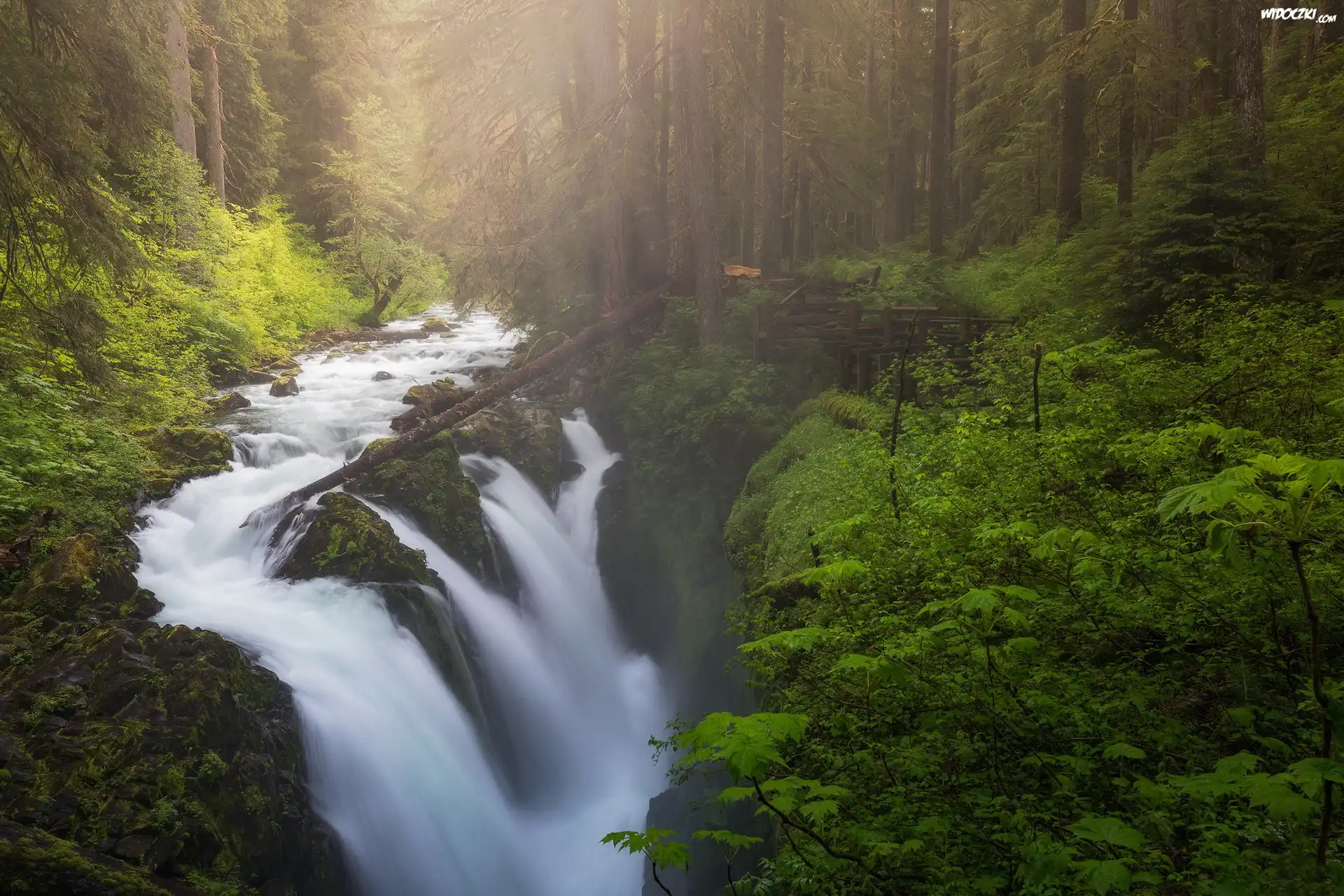 Stany Zjednoczone, Stan Waszyngton, Park Narodowy Olympic, Las, Wodospad Sol Duc Falls, Rzeka, Drzewa, Mgła