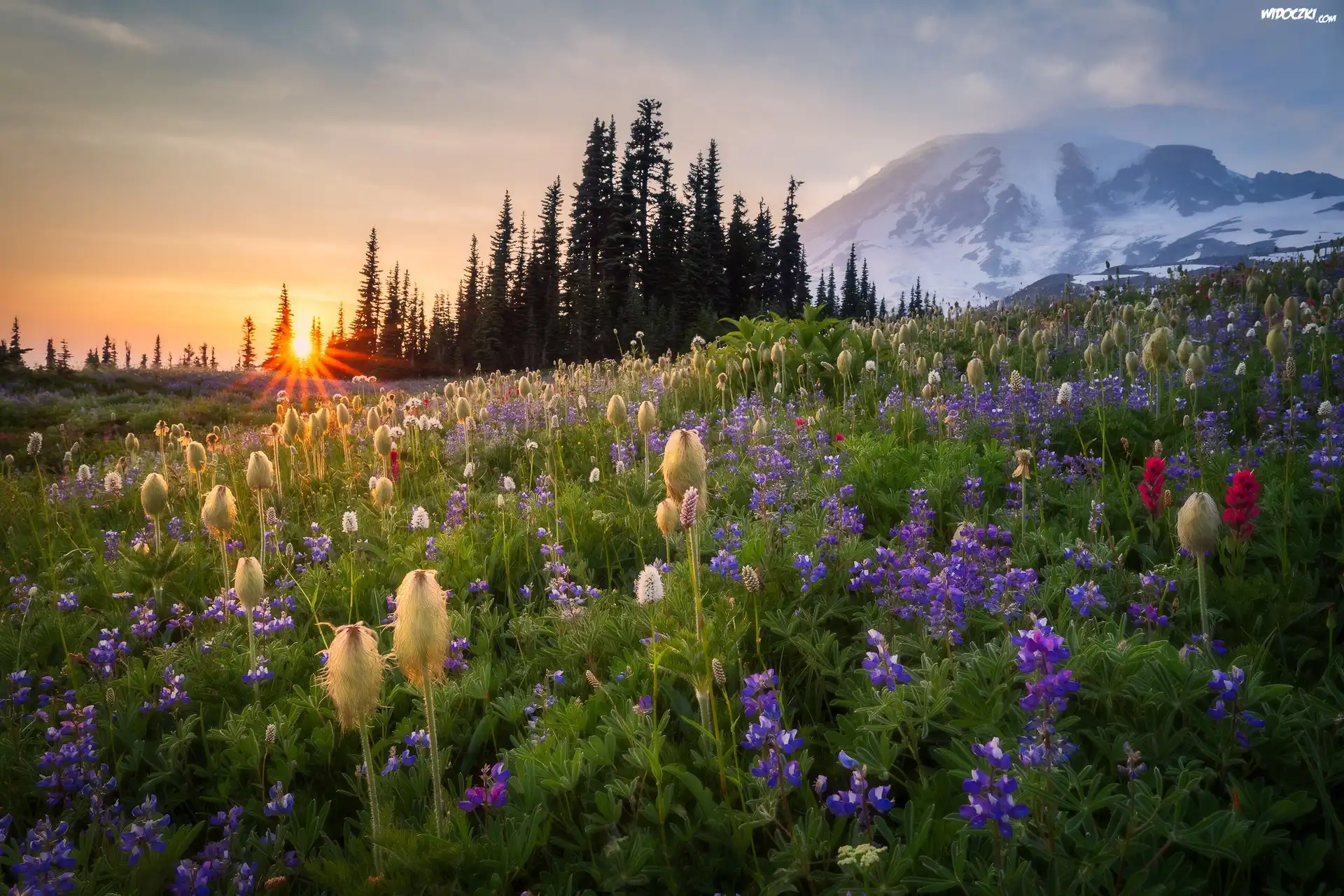 Stany, Zjednoczone, Park Narodowy Mount Rainier, Stratowulkan Mount Rainier, Łąka, Kwiaty, Wschód słońca, Drzewa, Góry