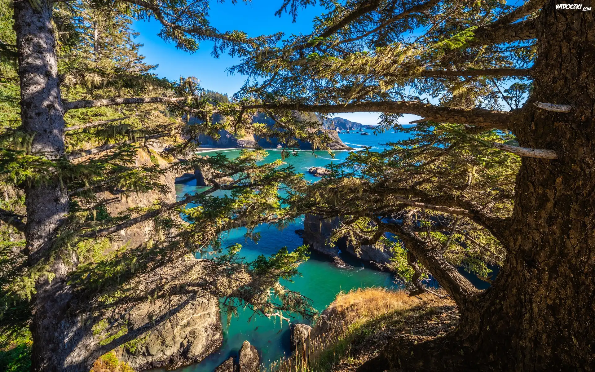 Stany Zjednoczone, Stan Oregon, Park stanowy, Samuel H. Boardman State Scenic Corridor, Morze, Skały, Drzewa, Gałęzie