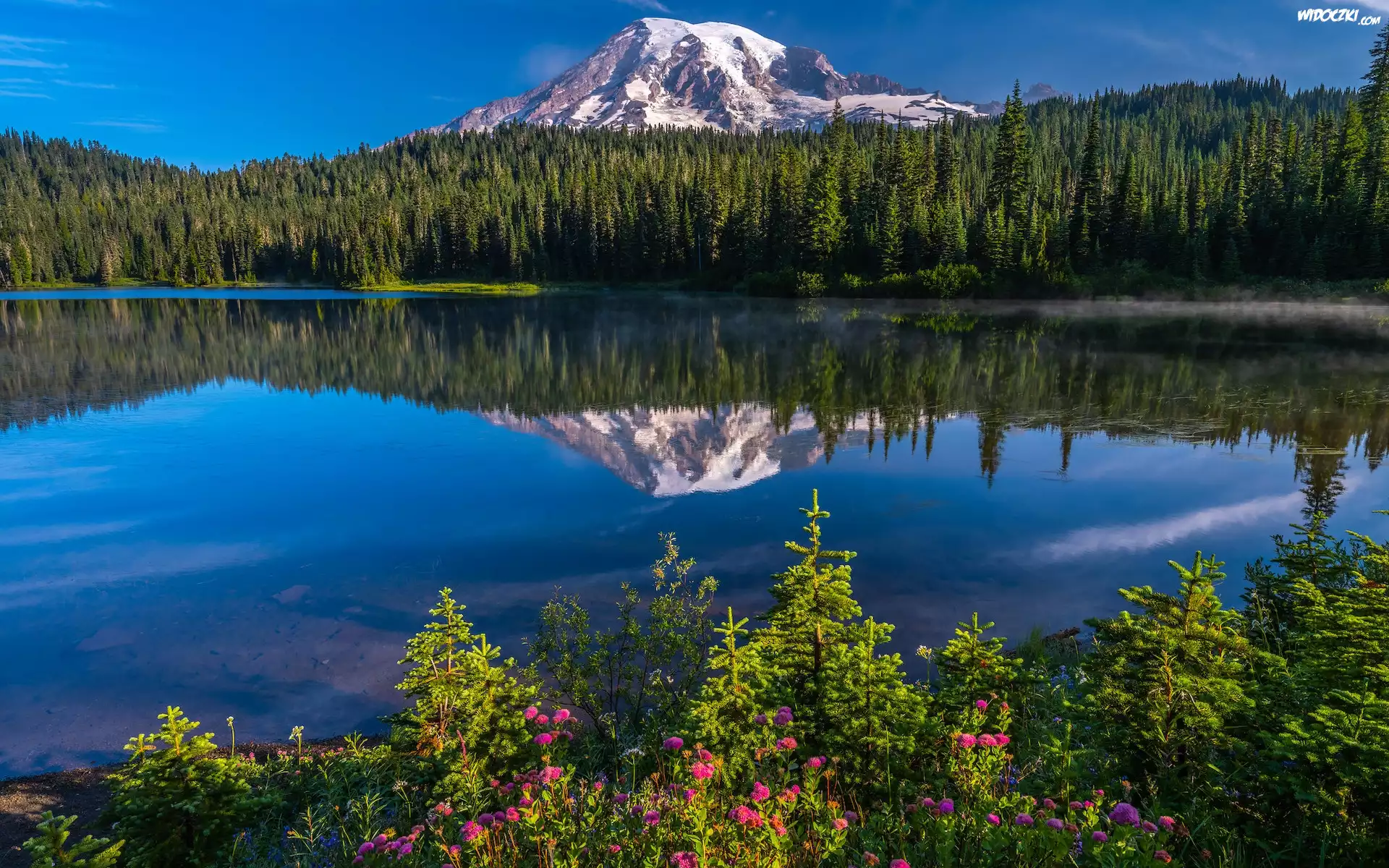 Stany Zjednoczone, Stan Waszyngton, Park Narodowy Mount Rainier, Góry, Jezioro, Reflection Lake, Kwiaty, Drzewa, Odbicie