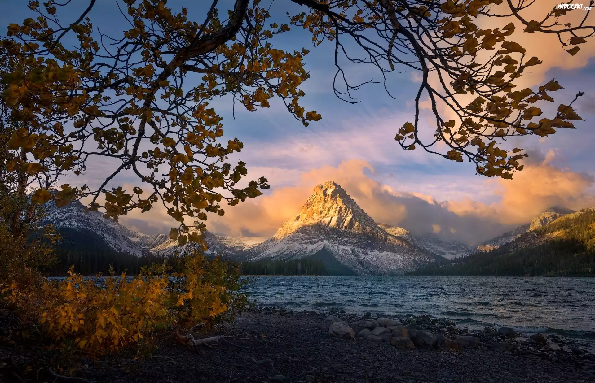 Stany Zjednoczone, Stan Montana, Park Narodowy Glacier, Góry Lewis Range, Szczyt Sinopah Mountain, Jezioro Two Medicine Lake, Gałęzie, Drzewa