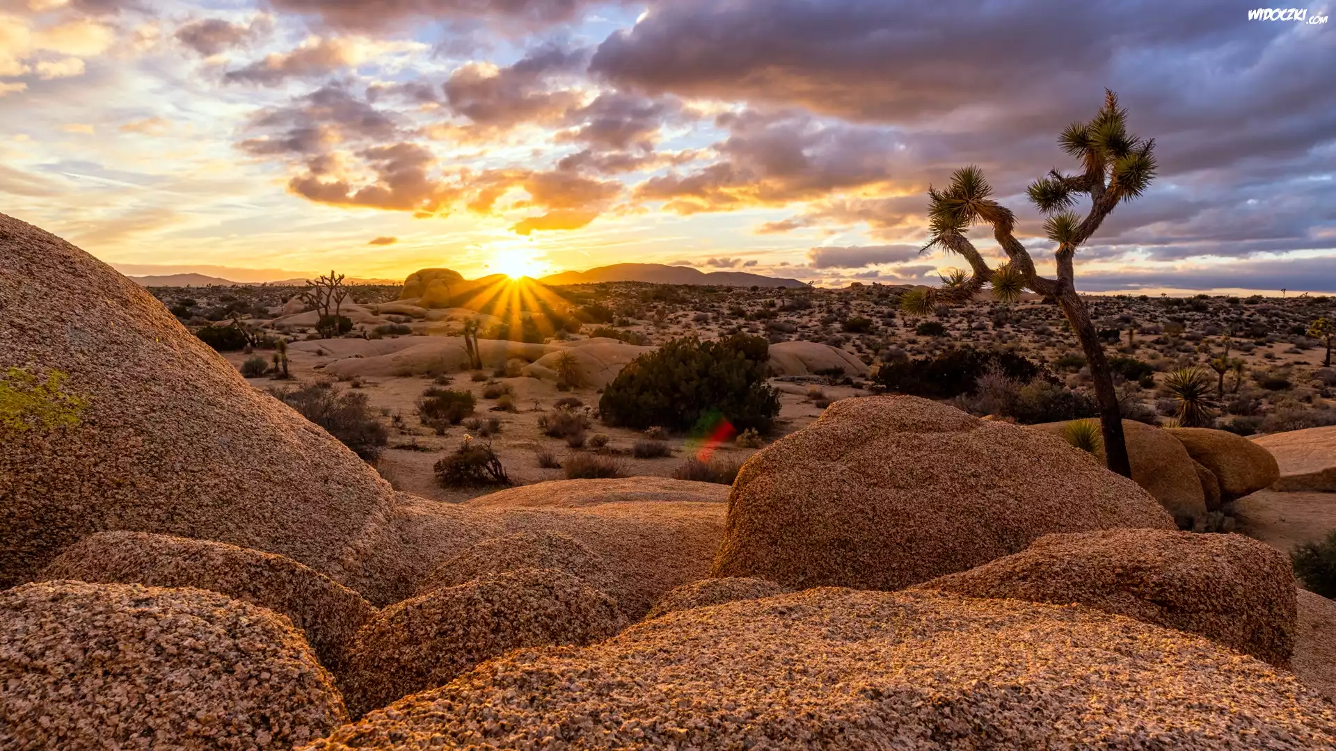 Stany Zjednoczone, Stan Kalifornia, Park Narodowy Joshua Tree, Skały, Drzewo, Wschód słońca, Chmury