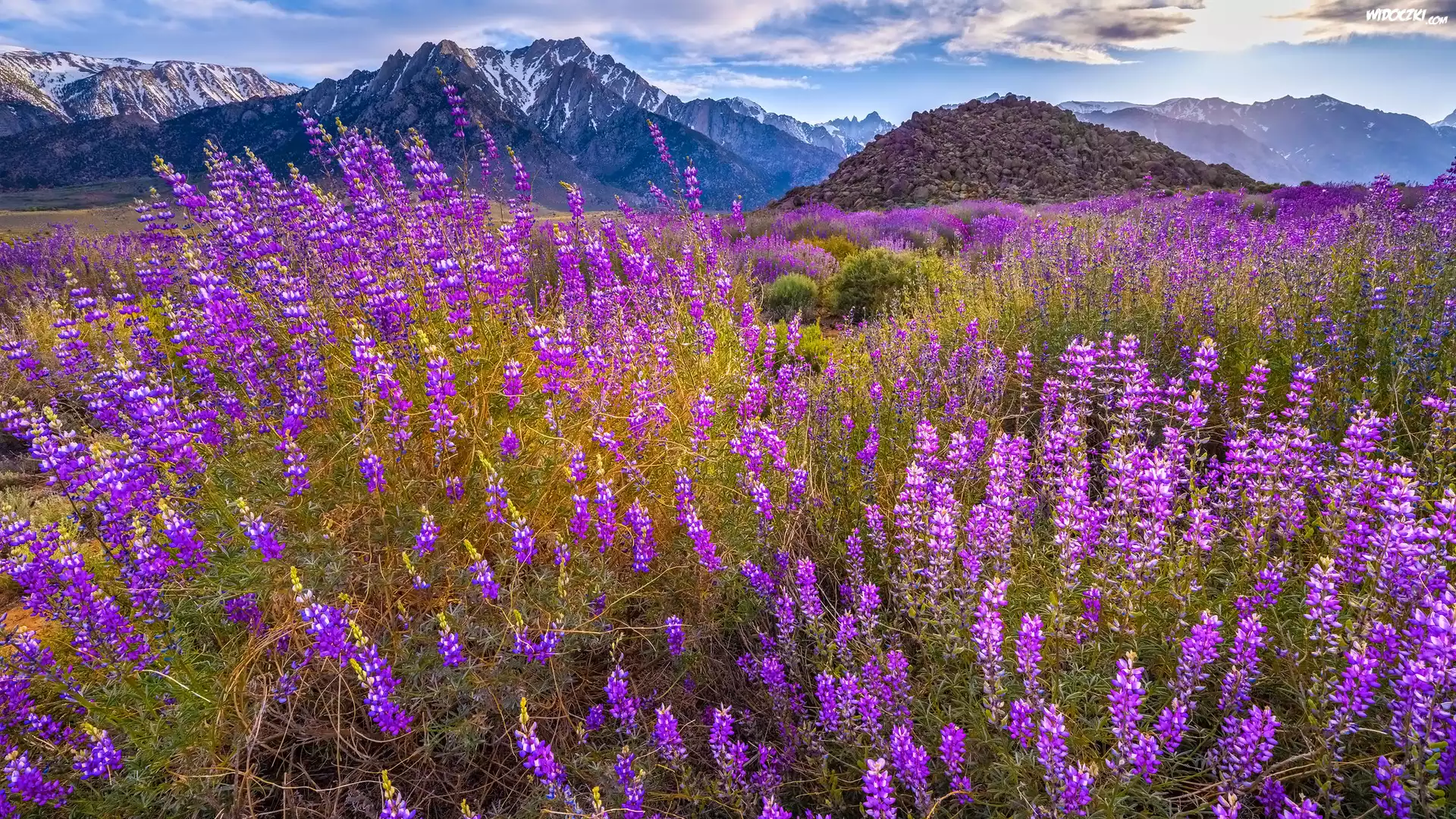 Stany Zjednoczone, Kalifornia, Alabama Hills, Mount Withney, Góry, Kwiaty, Łubin