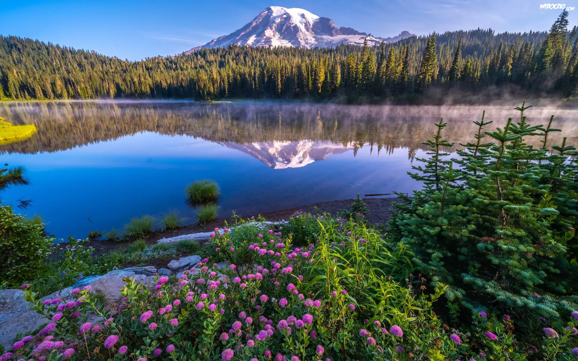 Stany Zjednoczone, Stan Waszyngton, Park Narodowy Mount Rainier, Stratowulkan, Góra, Drzewa, Kwiaty, Jezioro, Reflection Lake, Odbicie