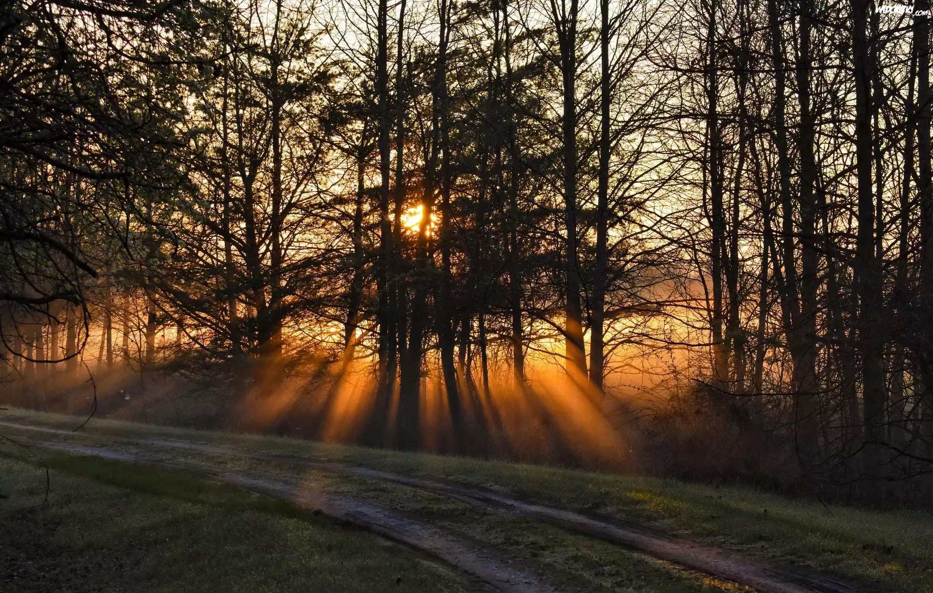 Stany Zjednoczone, Stan Maryland, Miasto Annapolis, Park Bacon Ridge, Las, Droga, Przebijające światło