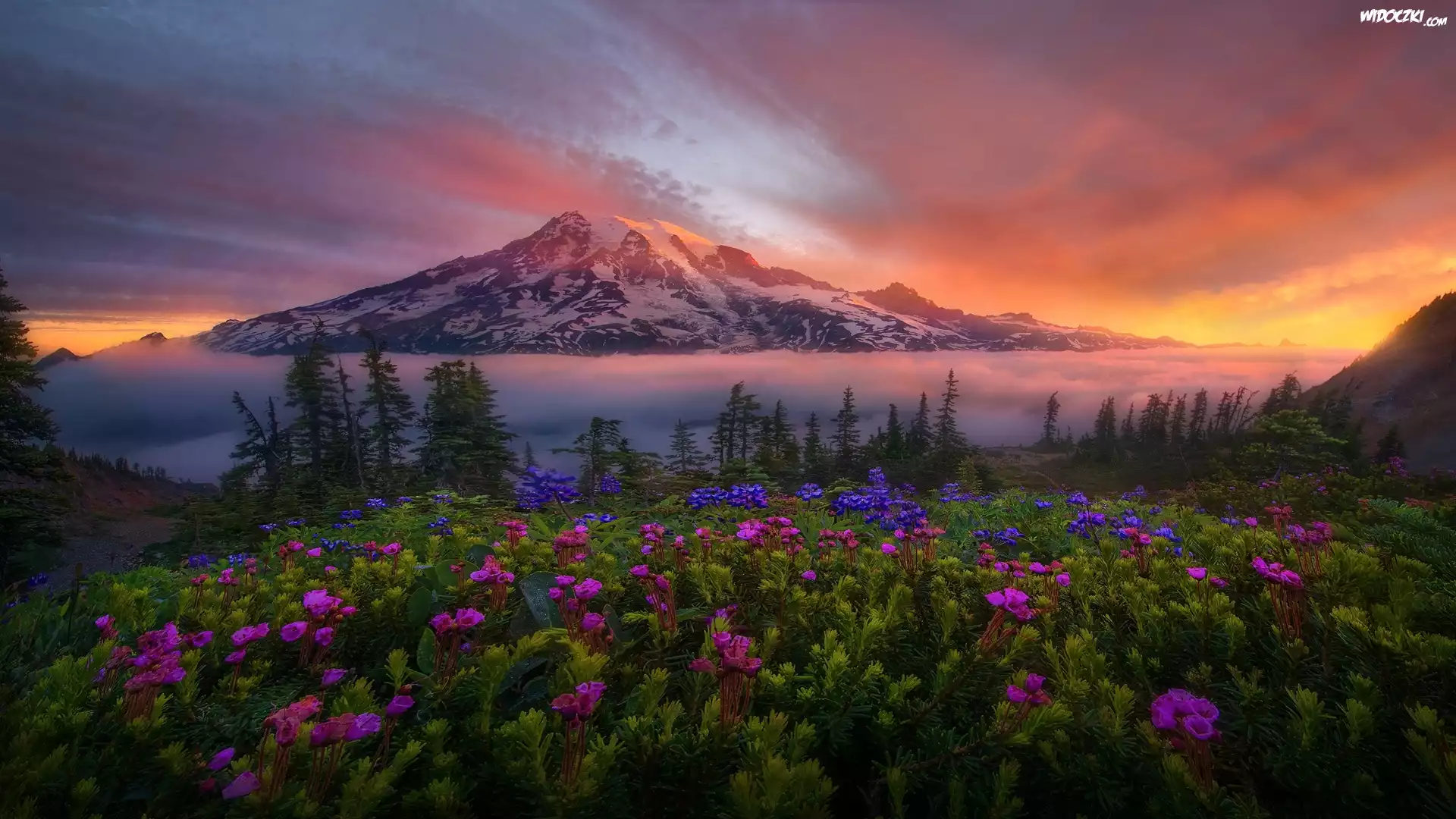 Stany Zjednoczone, Stan Waszyngton, Park Narodowy Mount Rainier, Stratowulkan Mount Rainier, Góry, Mgła, Kwiaty, Drzewa, Wschód słońca