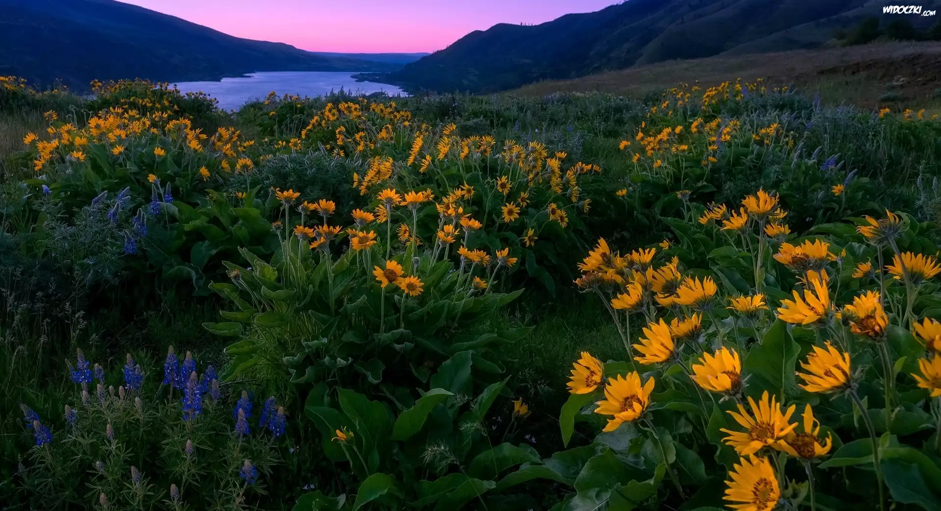 Stany Zjednoczone, Stan Oregon, Rezerwat przyrody Columbia River Gorge, Wzgórza, Kwiaty, Góry, Rzeka