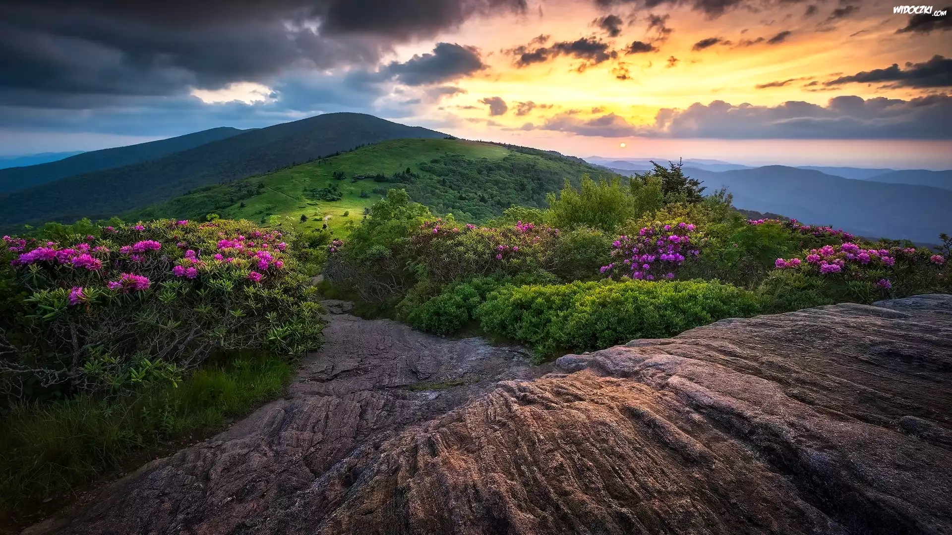 Stany Zjednoczone, Stan Tennessee, Góry Appalachy, Szlak Appalachów, Szczyt Roan Mountain, Kwiaty, Różaneczniki, Skały, Chmury, Zachód Słońca