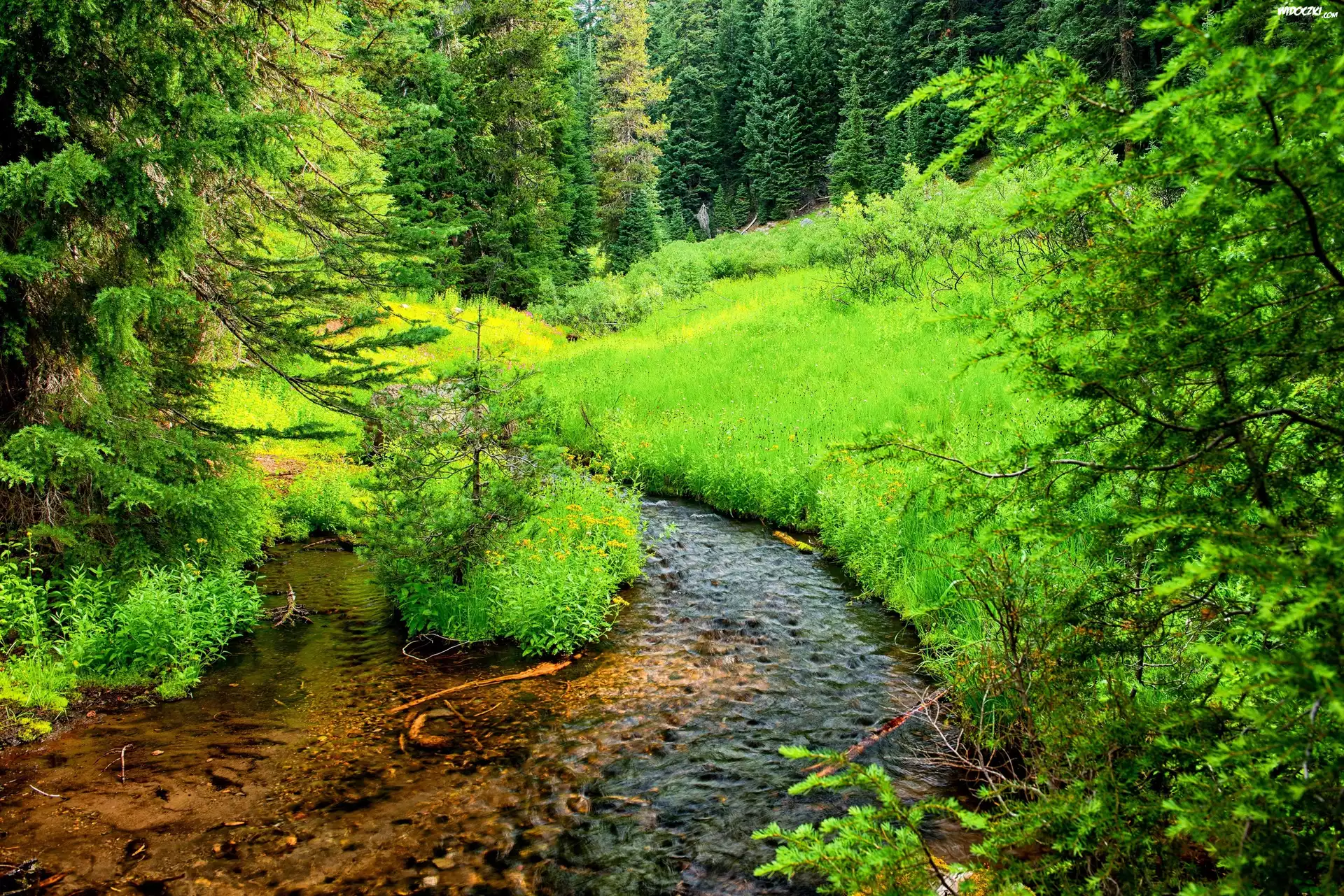 Stany Zjednoczone, Stan Oregon, Park Narodowy Jeziora Kraterowego, Szlak Annie Creek Canyon, Strumień, Rzeczka, Drzewa