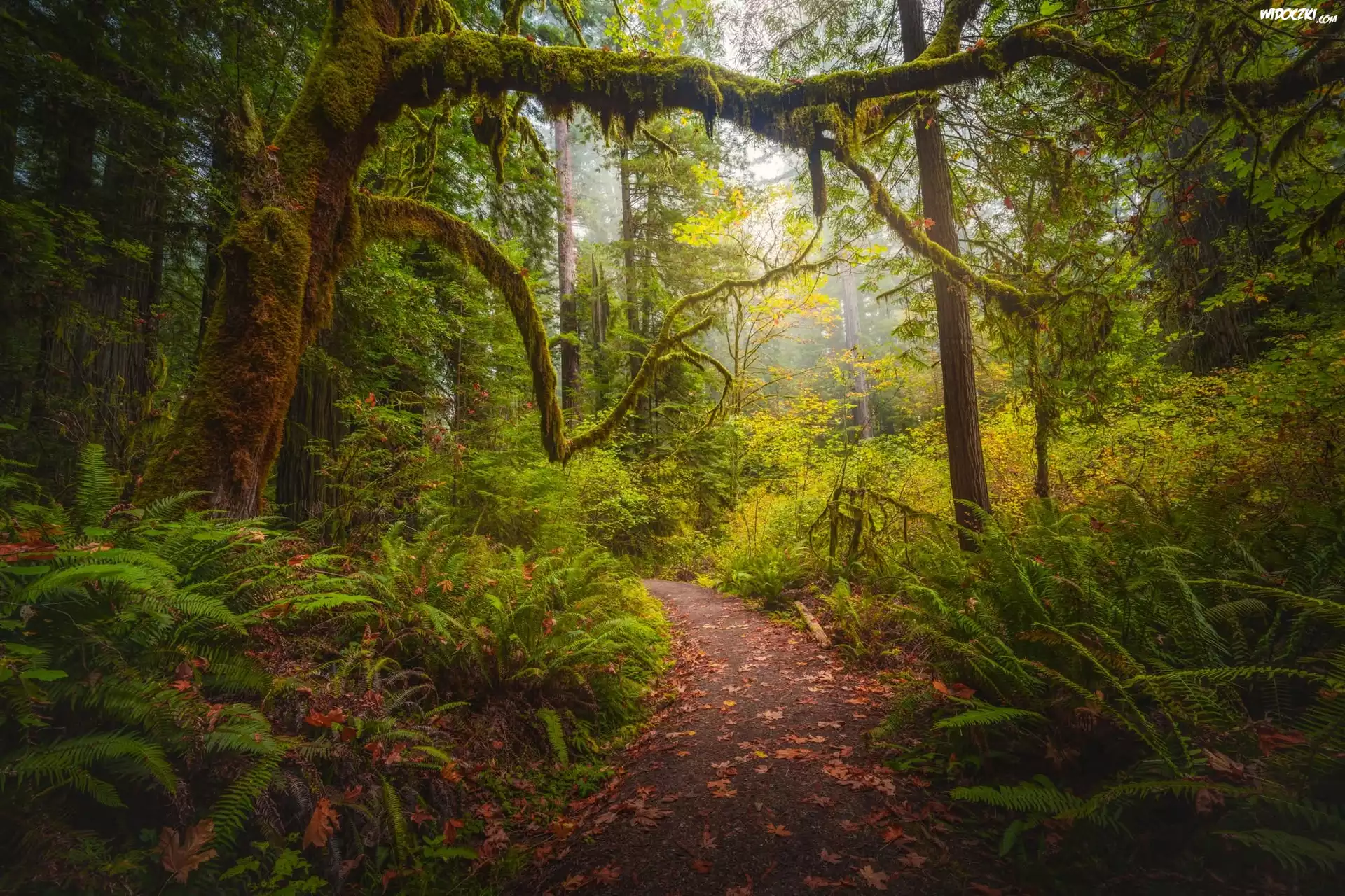 Stany Zjednoczone, Kalifornia, Park Narodowy Redwood, Omszałe, Drzewa, Ścieżka, Paprocie