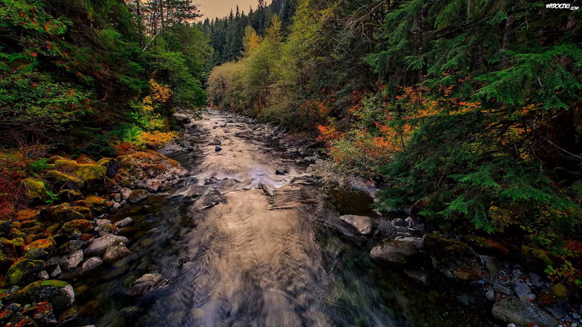 Stany Zjednoczone, Stan Waszyngton, Hrabstwo King County, Rzeka Taylor River, Jesień, Las, Kamienie