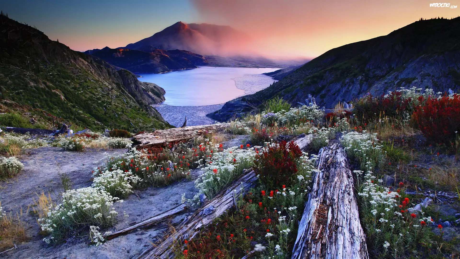 Stany Zjednoczone, Stan Waszyngton, Jezioro Spirit, Góry Stratowulkan Mount St. Helens, Kwiaty, Kłody